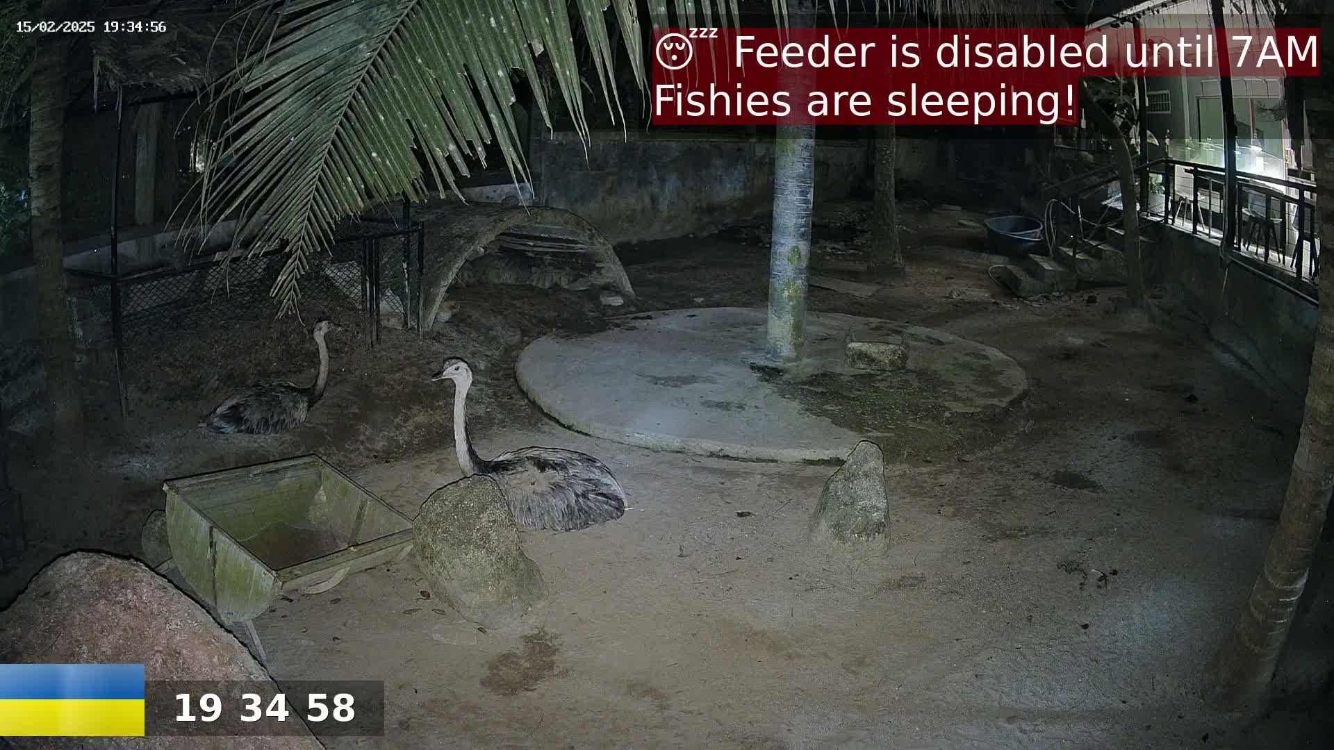 Two rheas are resting at night in a dirt enclosure under palm fronds, near a small wheelbarrow and a concrete circle.