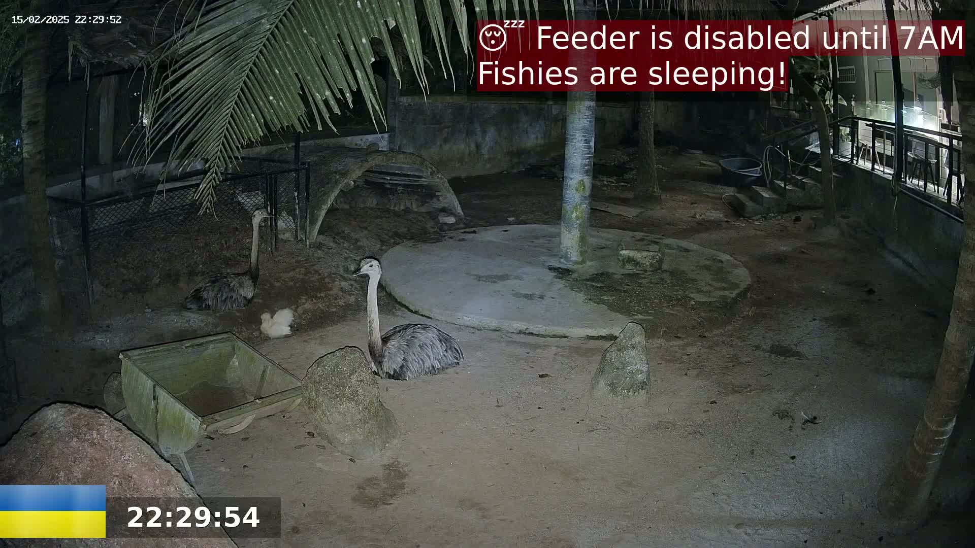 At night, under palm trees, two rheas and a chick are in an enclosure with rocks and a wheelbarrow.