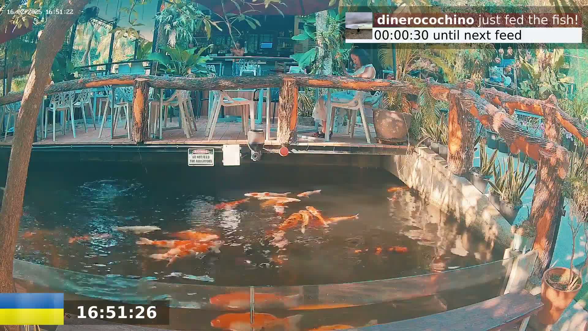 A koi pond with numerous orange and white fish is situated beneath an outdoor patio with wooden railings and several empty tables and chairs.