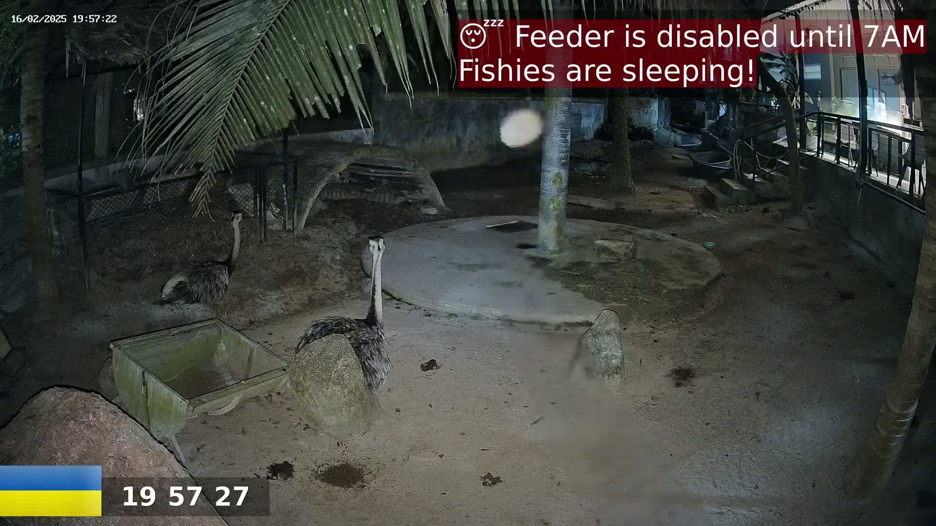 At night, two rheas stand in a dirt enclosure under palm trees.