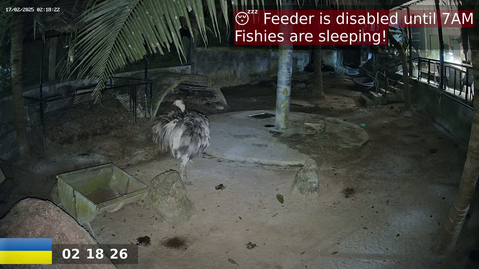 An emu stands in a dimly lit outdoor enclosure at night.