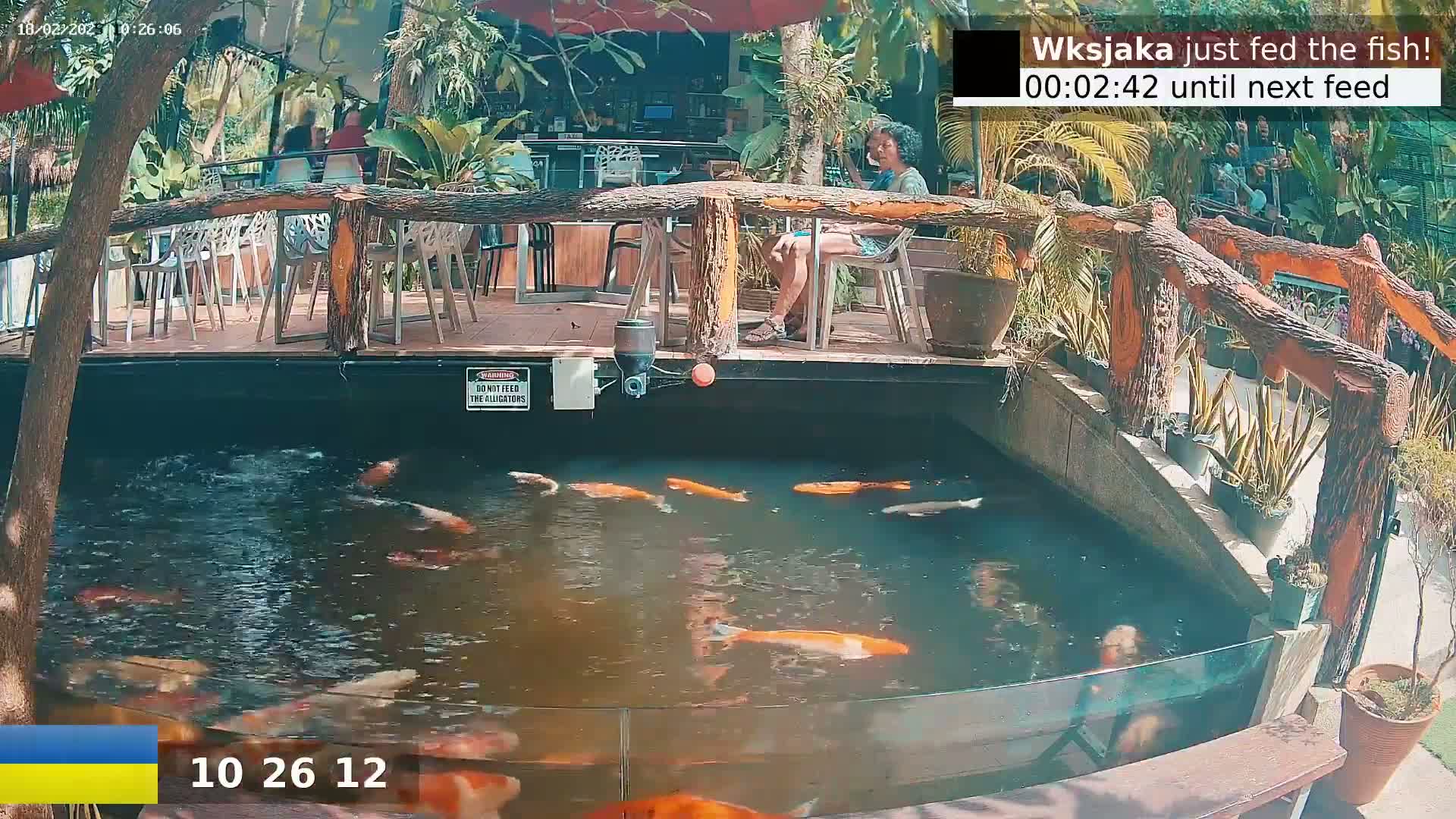 A koi pond with numerous orange and white fish is situated below an outdoor patio with a wooden railing, where a person sits at a table on a sunny day.