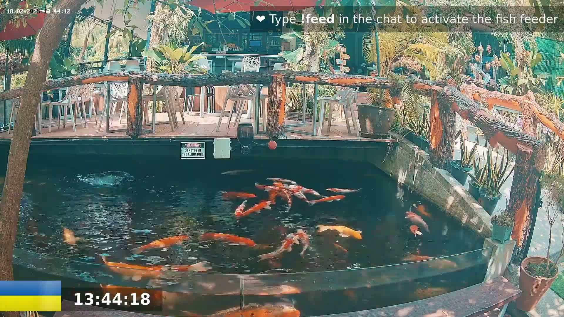 Koi fish swim in a pond next to an outdoor patio with wooden railings and seating under sunny conditions.