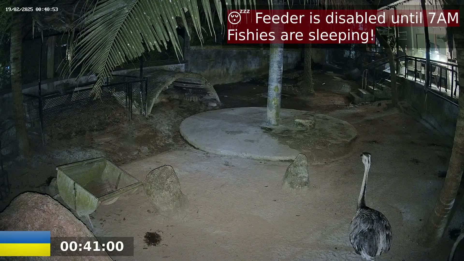 At night, an ratite bird stands in a dirt enclosure near a concrete circle, some rocks, and a small wheelbarrow, under palm trees.