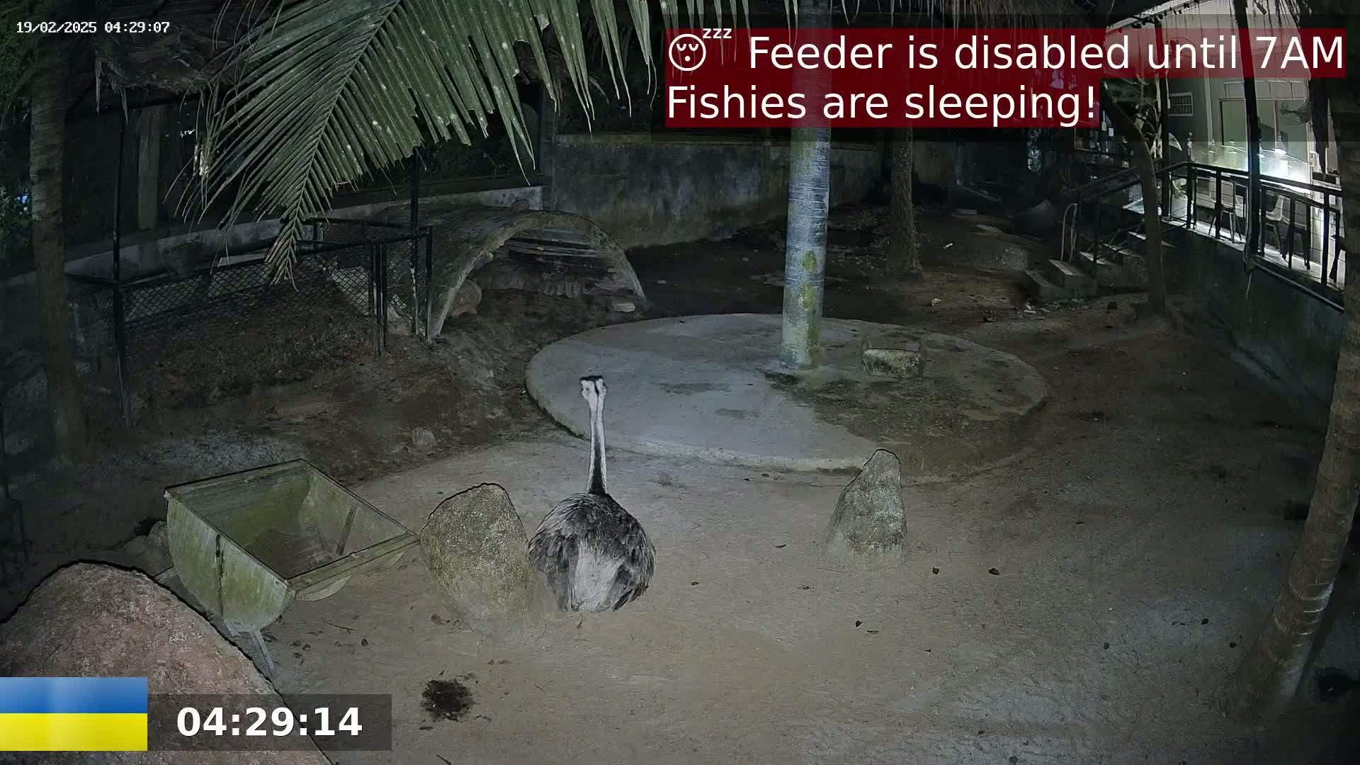 An emu stands in a sandy enclosure at night, near a concrete circle and some rocks, under a palm tree.