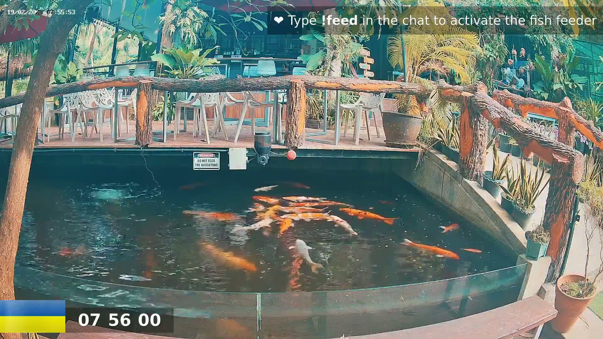 A koi pond with numerous orange and white fish is situated below an outdoor patio with wooden railings and white chairs.