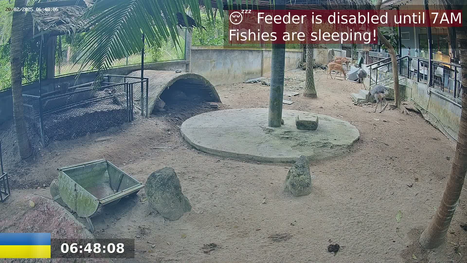 An outdoor enclosure contains several deer and a large bird, with a wheelbarrow and rocks scattered around a cement circle under a palm tree in sandy soil.