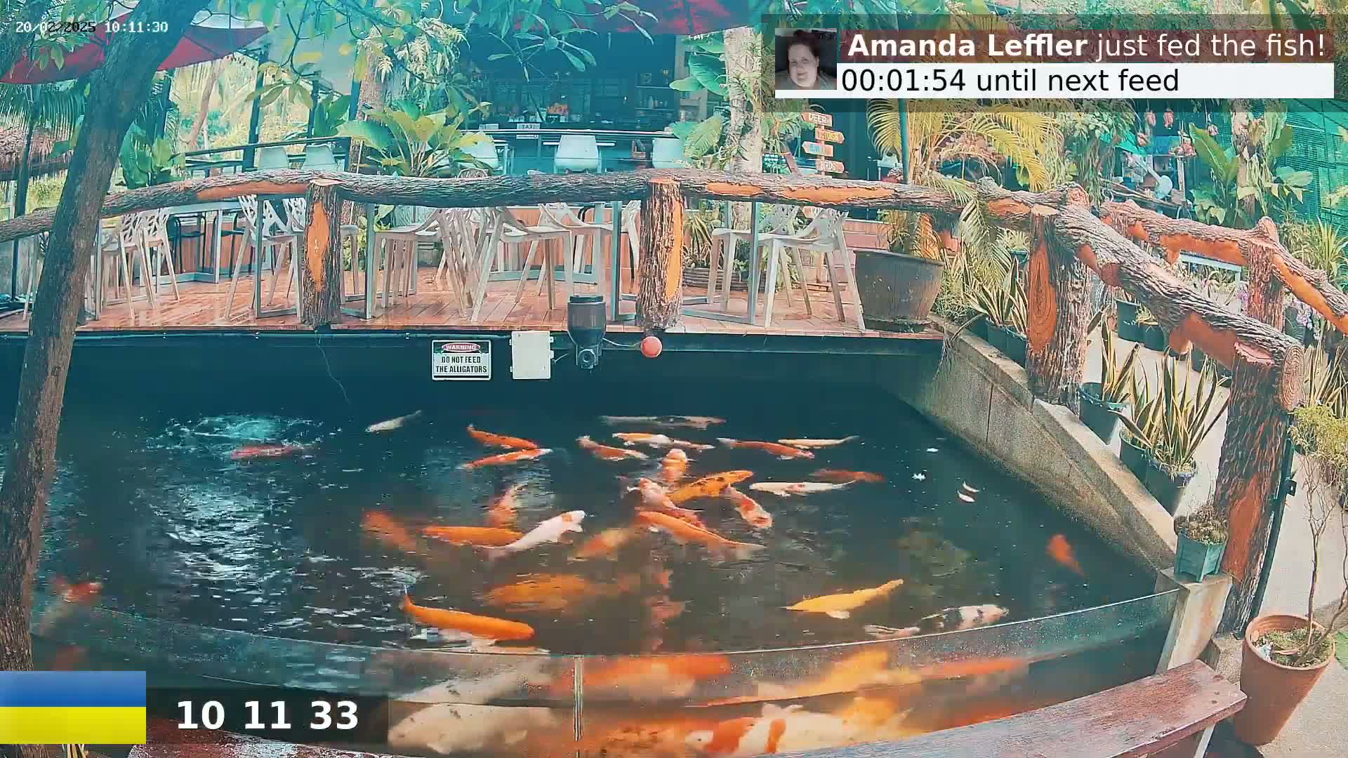 A koi pond filled with numerous orange and white fish is situated beneath an outdoor patio with wooden railings and several empty chairs.