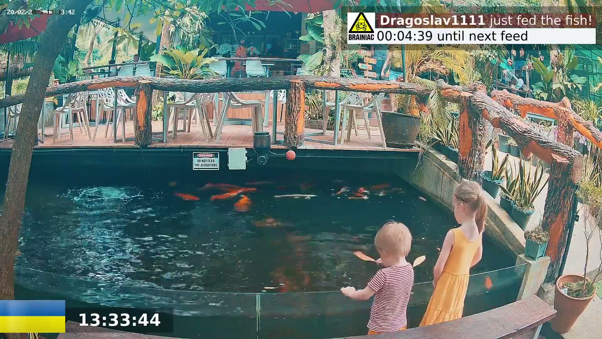 Two young children feed koi in a pond next to an outdoor restaurant.