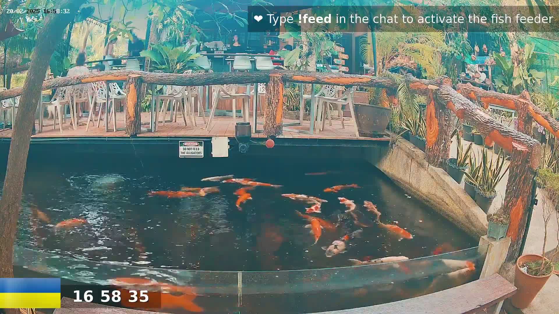 A koi pond with many orange and black fish is situated below an outdoor patio with wooden railings and white chairs.