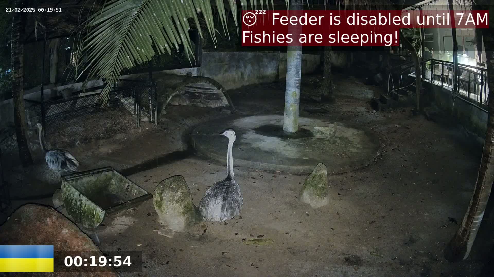 At night, two rheas stand in a dark, outdoor enclosure with rocks and a small cart.