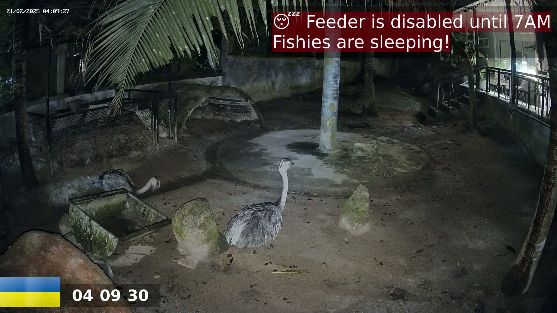 Two rheas are in a nighttime enclosure, near a small, empty trough.
