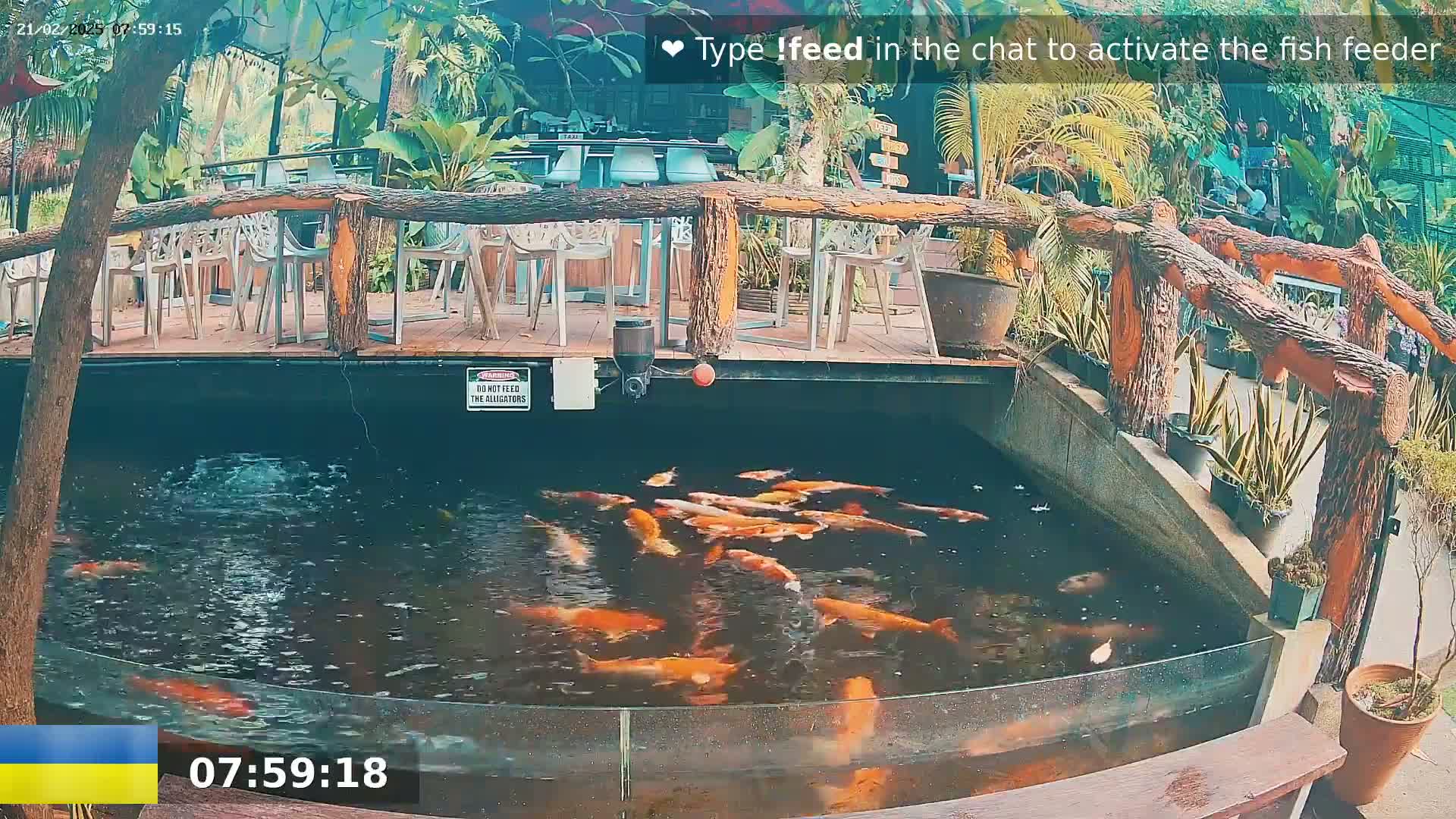 A pond filled with orange koi fish is situated below an outdoor patio with wooden railings and several empty chairs, surrounded by lush tropical plants.