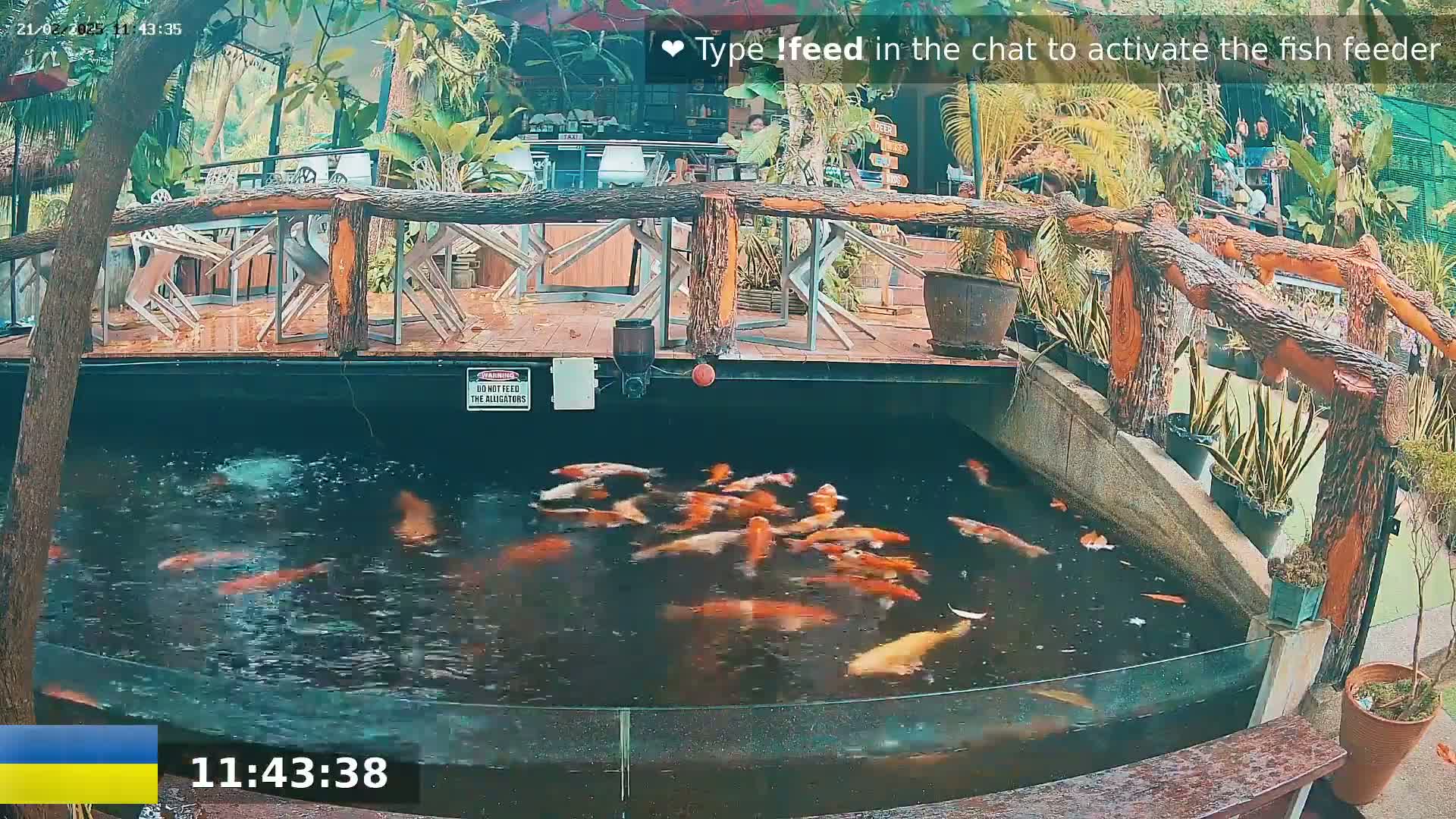A koi pond with numerous orange and white fish is situated below a wooden deck with several chairs and potted plants, all under an overcast sky.