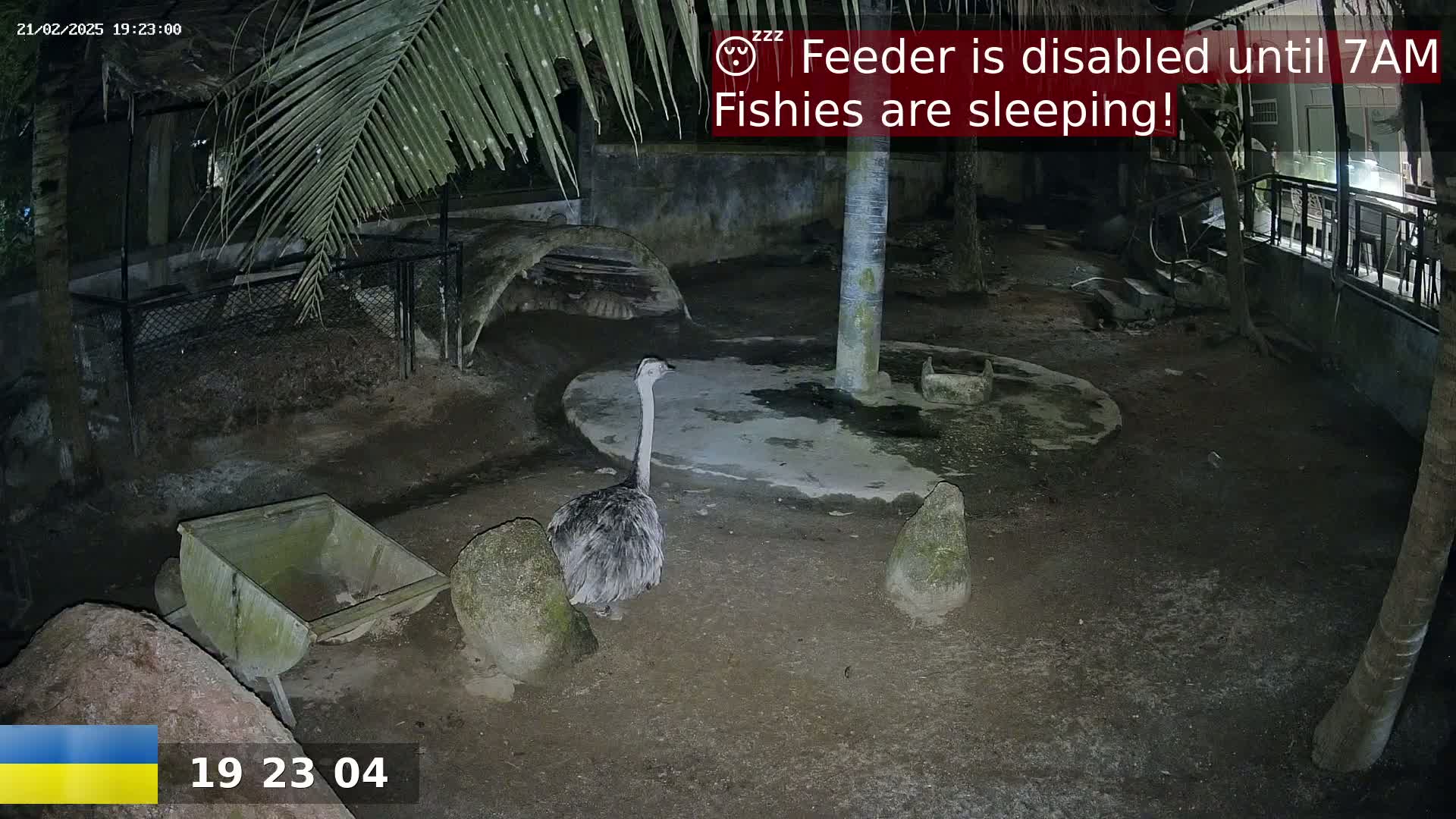 An emu stands in a dark, outdoor enclosure at night, near a small wheelbarrow and some rocks.