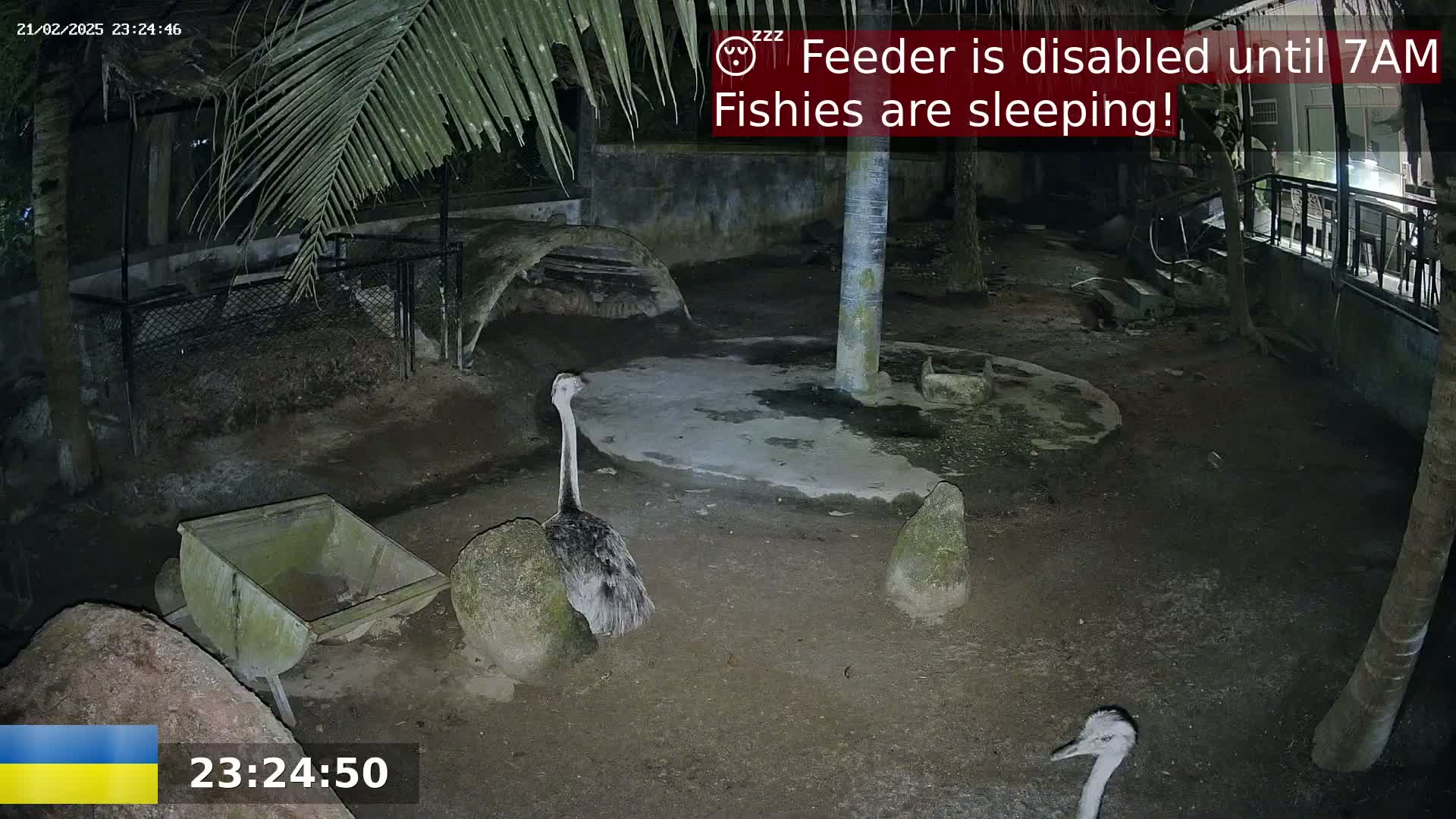 At night, two rheas stand in a dark enclosure with a stone-like structure and a small, empty cart.