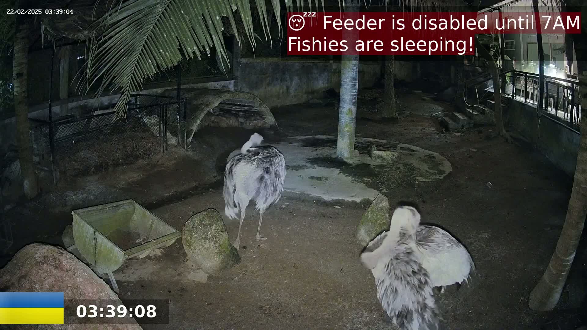 Two large flightless birds stand in a dark, outdoor enclosure at night.