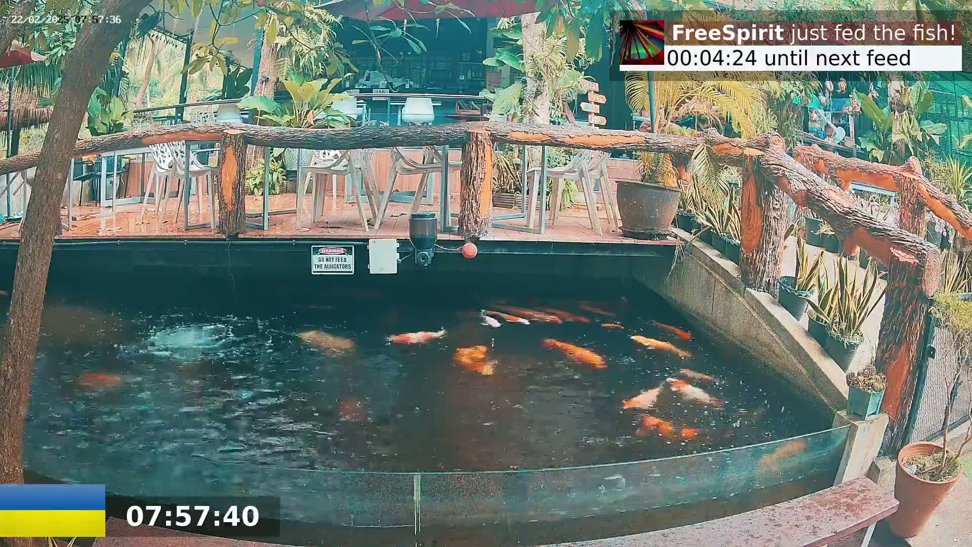 A pond filled with koi fish is situated beneath an outdoor patio with wooden railings and several empty chairs.
