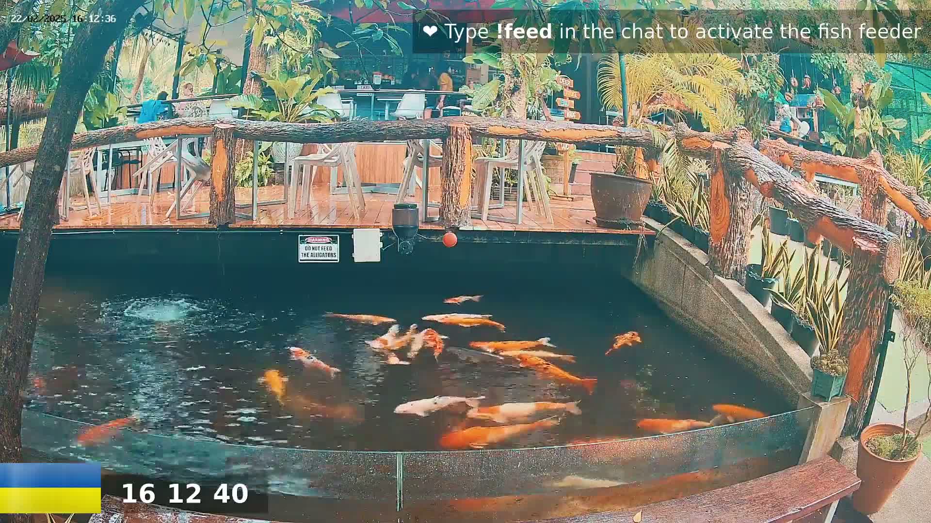 Koi fish swim in a pond next to an outdoor patio with wooden railings and potted plants, under a slightly overcast sky.