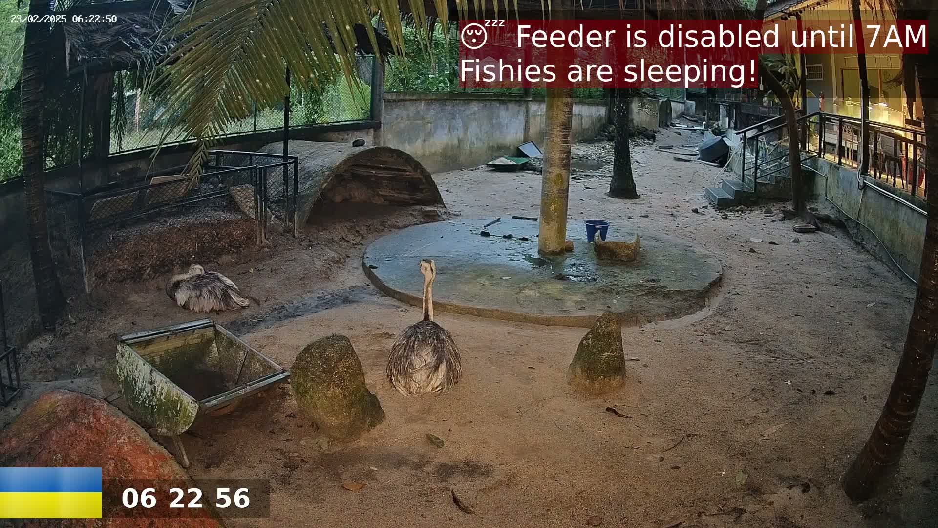 Two emus are resting in a sandy outdoor enclosure under a palm tree at night.
