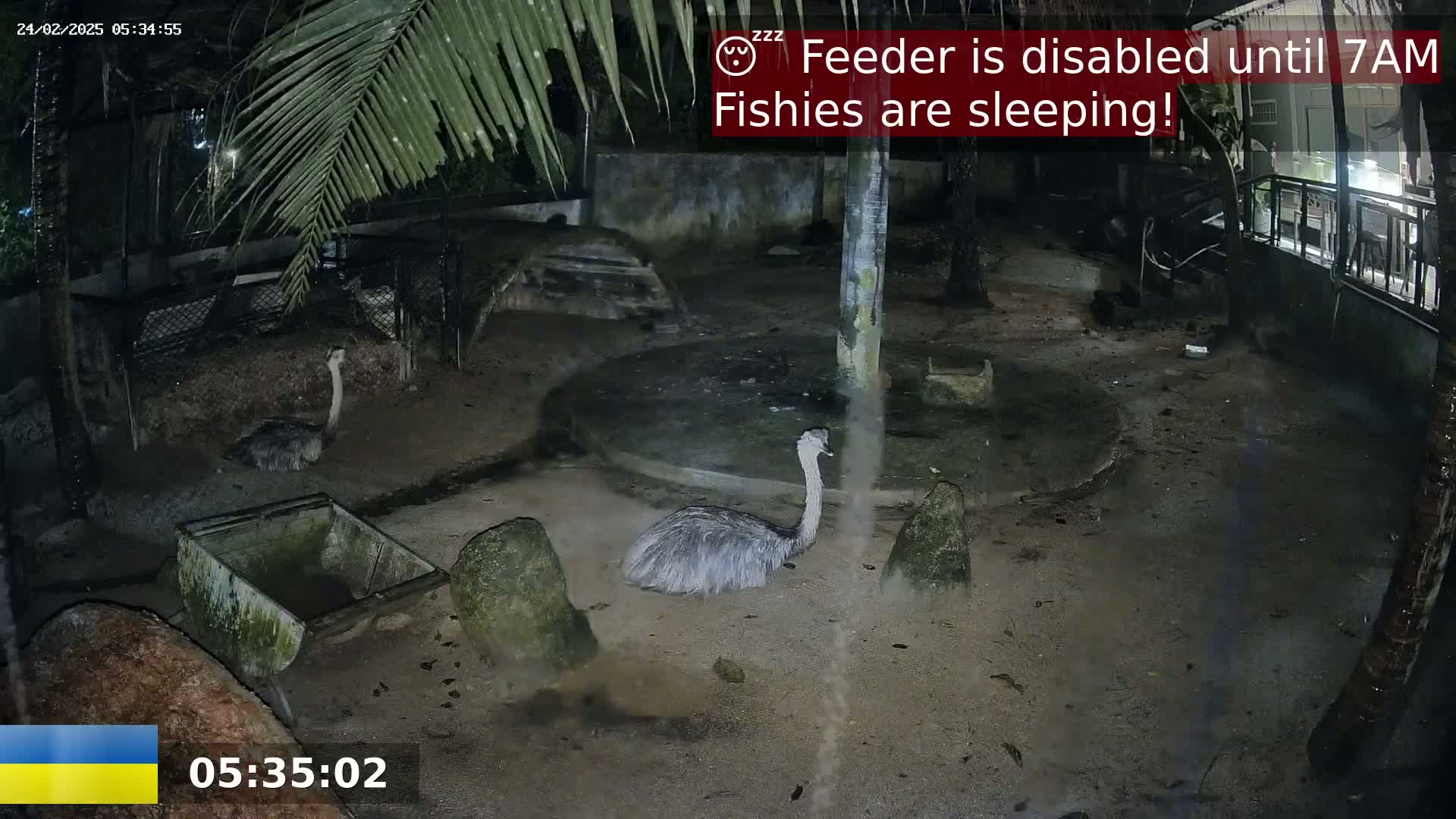 Two rheas are visible in a dimly lit enclosure at night.