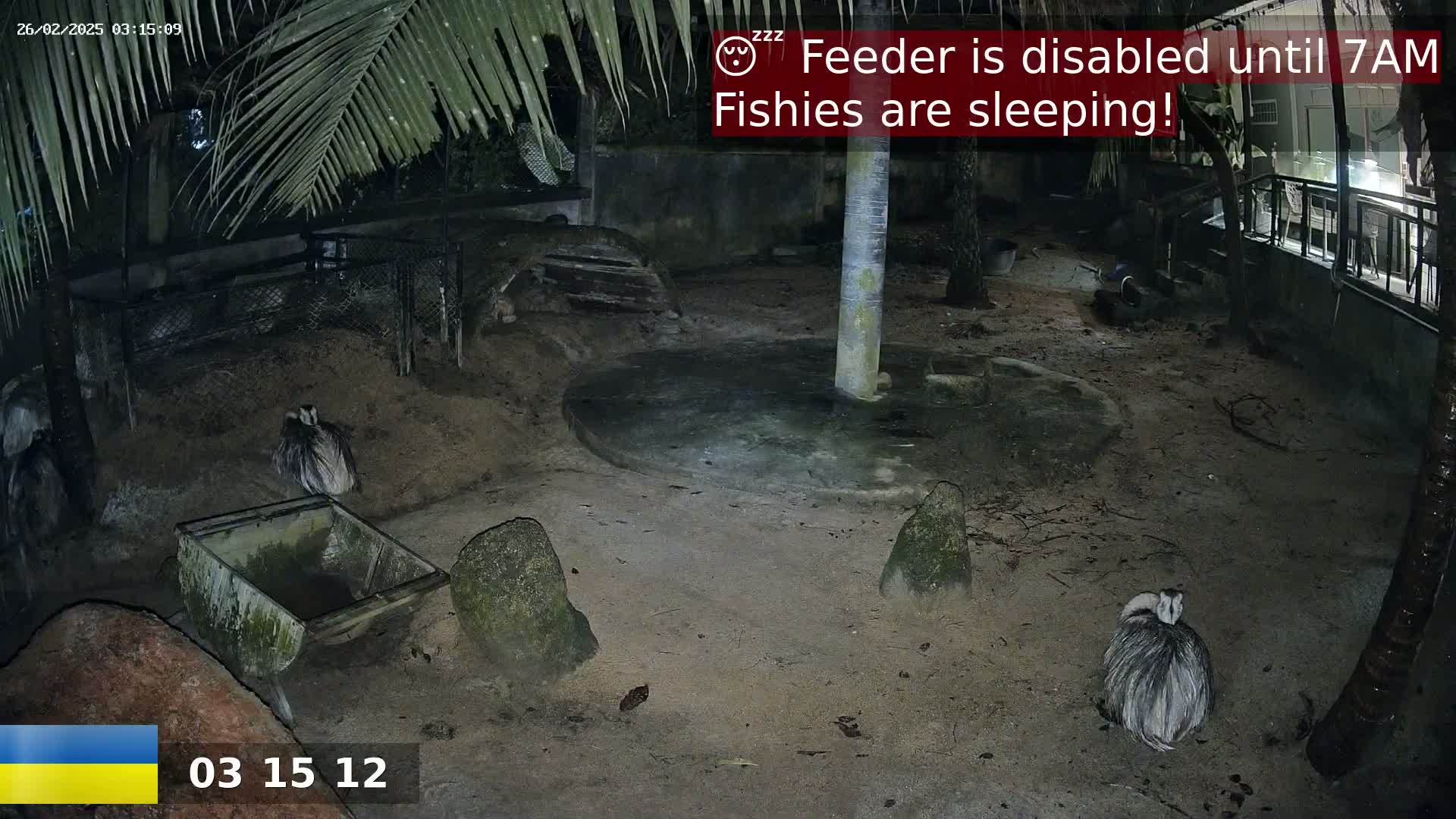 Three emu-like birds are visible in a dimly lit enclosure at night.