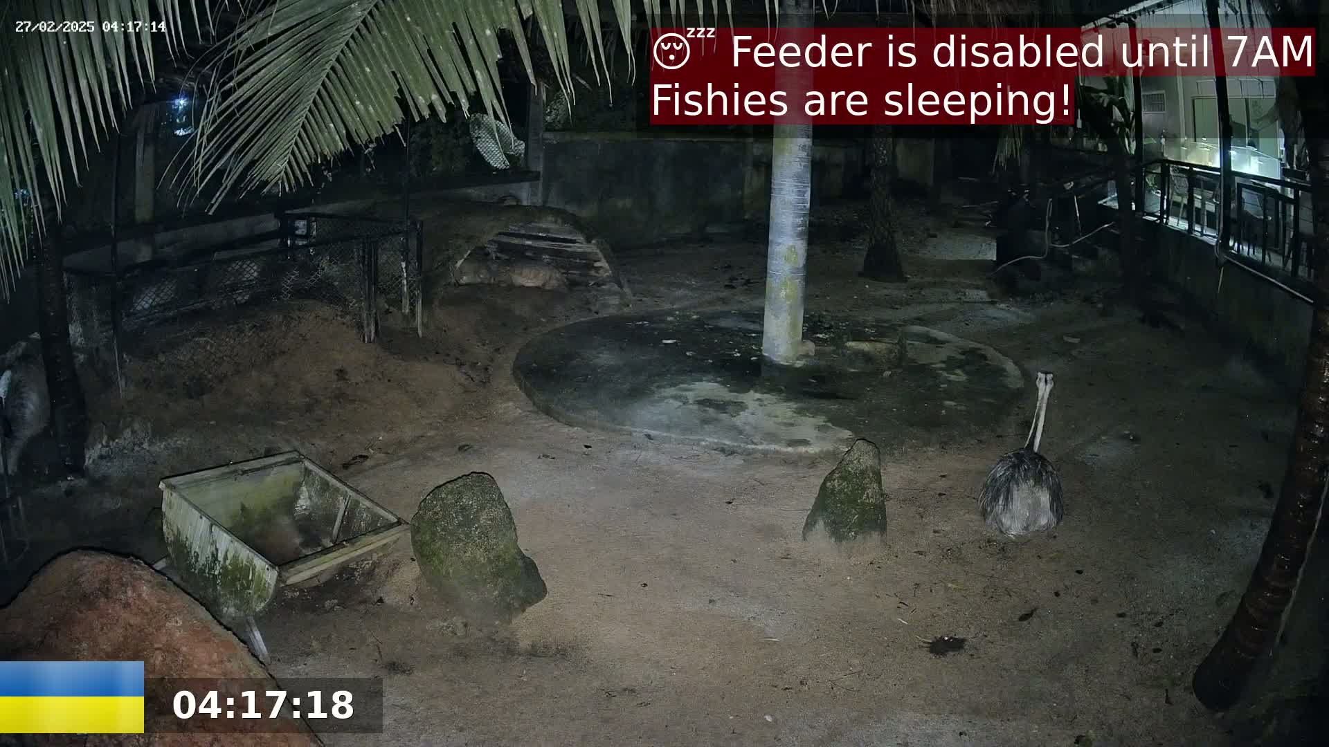 A nighttime, outdoor enclosure shows a single ostrich and several rocks near a small, empty feeder; parts of a palm tree and other foliage are visible.