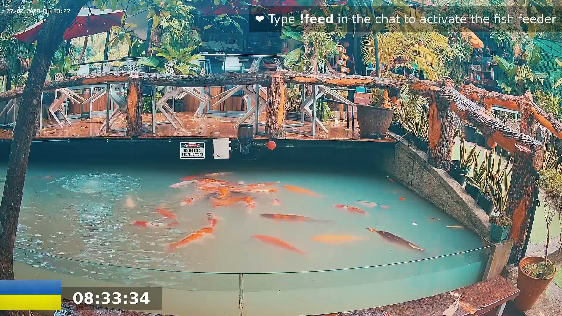 A koi pond with many orange and white fish is situated beneath a wooden deck and railing in the rain.