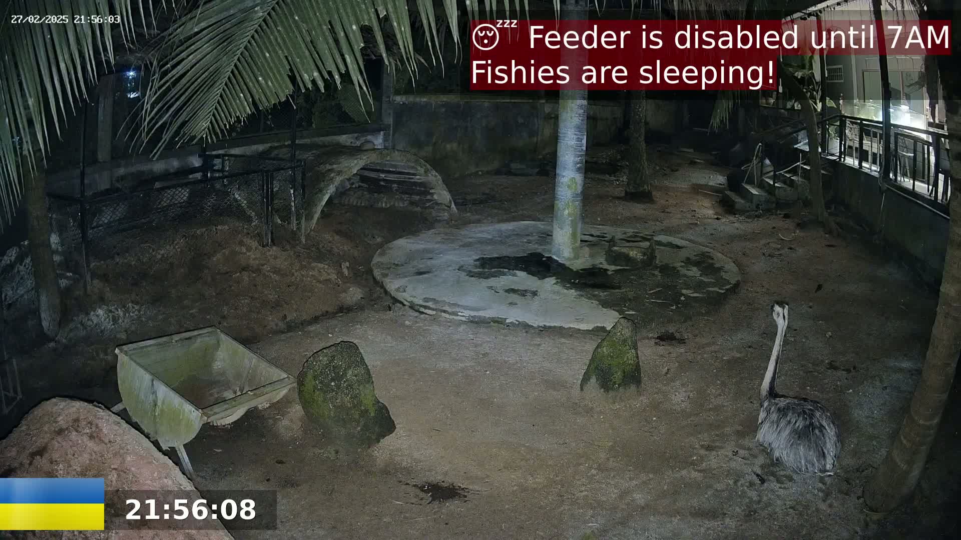 An outdoor enclosure at night, under the cover of palm trees, contains a single ostrich and a small, empty wheelbarrow near several rocks; the ground is mostly dirt.