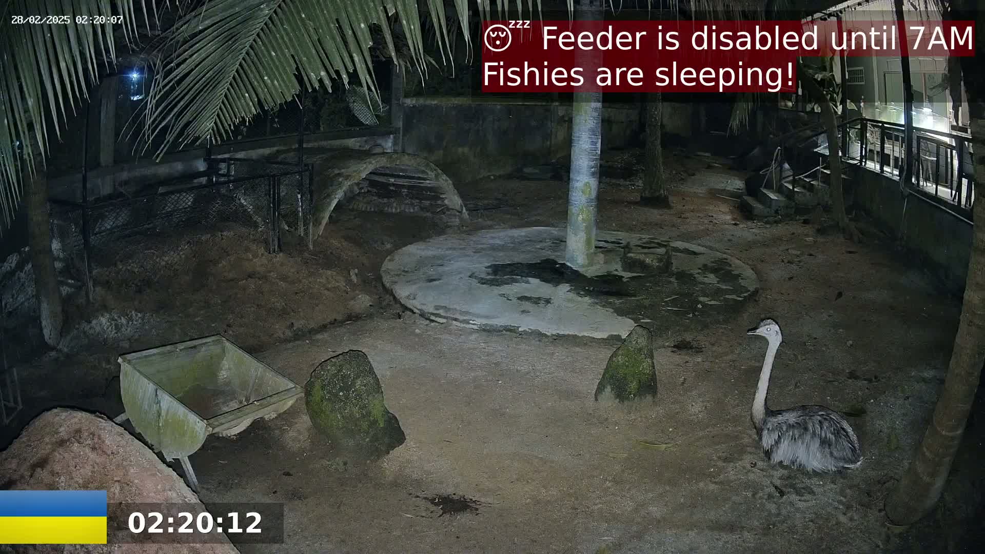 A rhea sits in a dark, outdoor enclosure at night, near a wheelbarrow and several rocks.