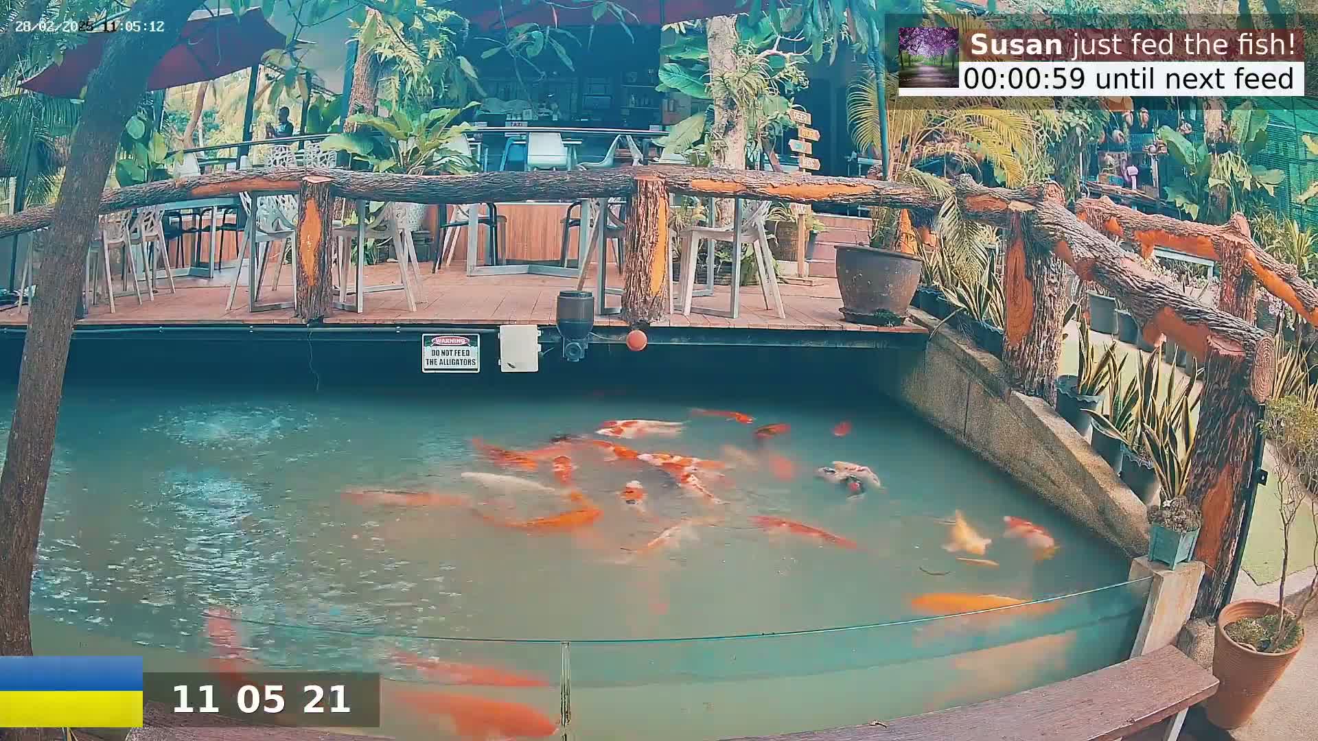 A koi pond with many orange and white fish is situated below a wooden deck with outdoor seating, surrounded by lush green plants in a sunny outdoor setting.