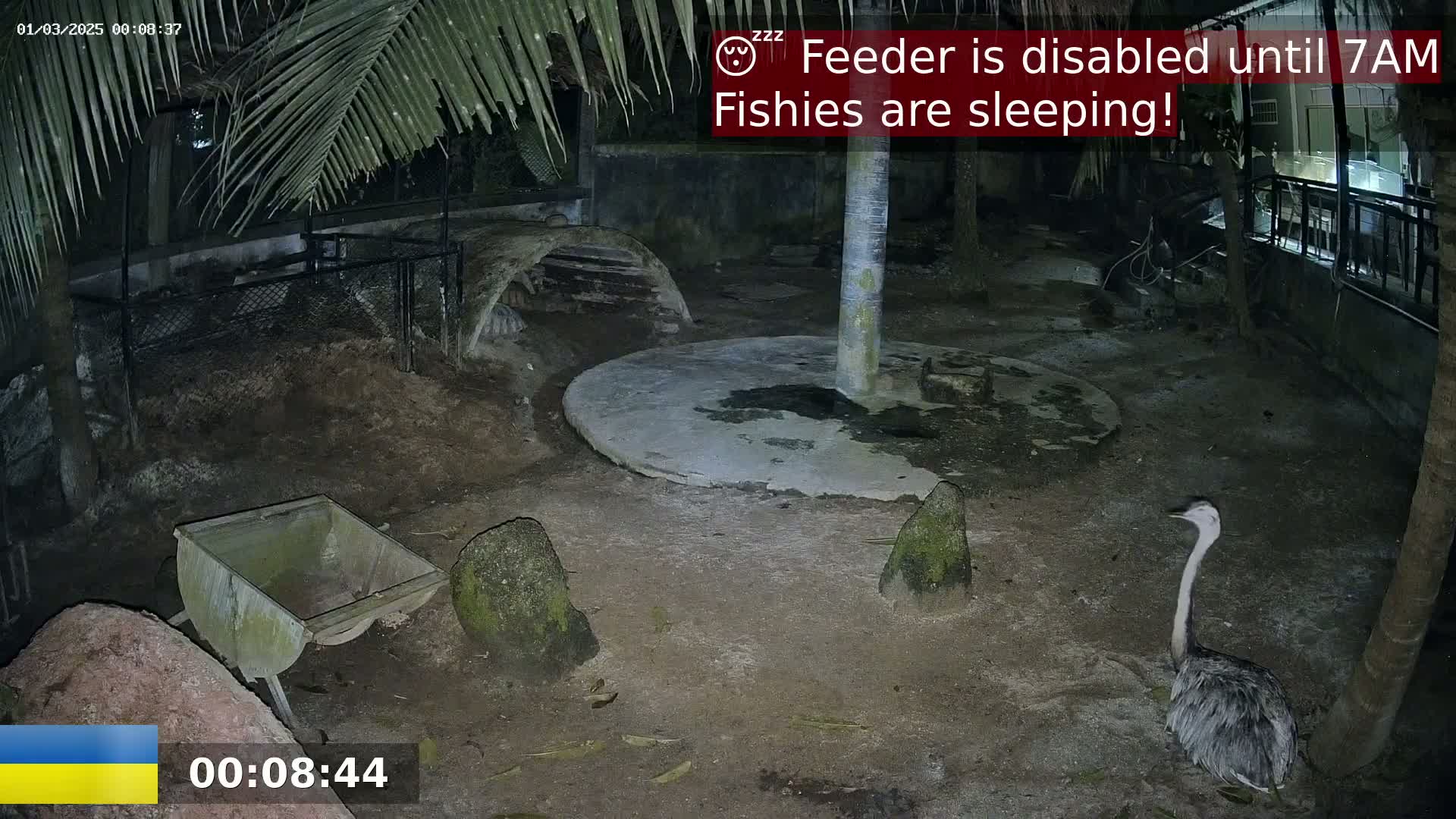 A large bird stands in a dark, outdoor enclosure at night, near a small wheelbarrow and several rocks, with some structures and a circular area also present.