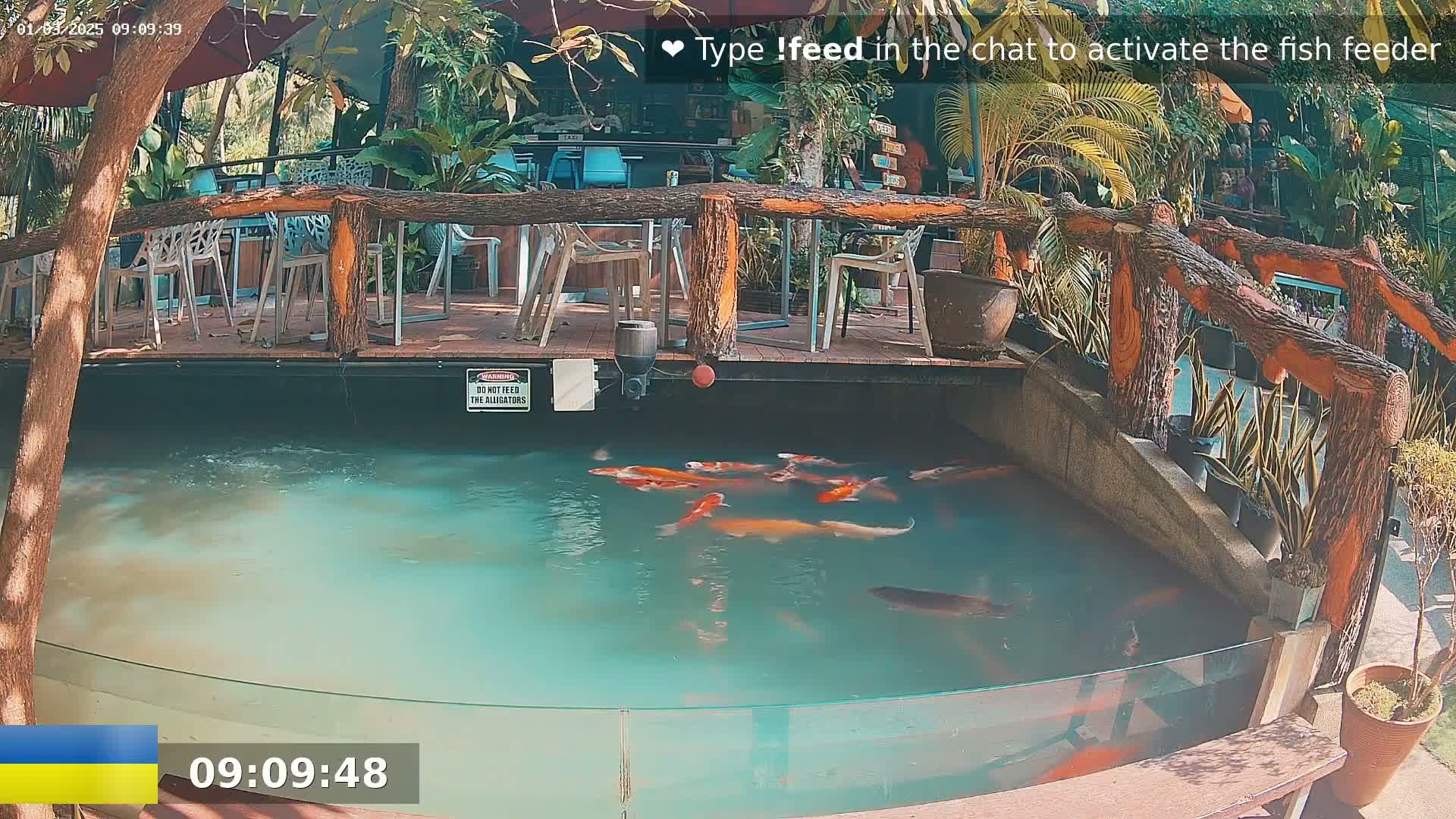 Koi fish swim in a pond beneath an outdoor patio with wooden railings and potted plants, on a sunny day.