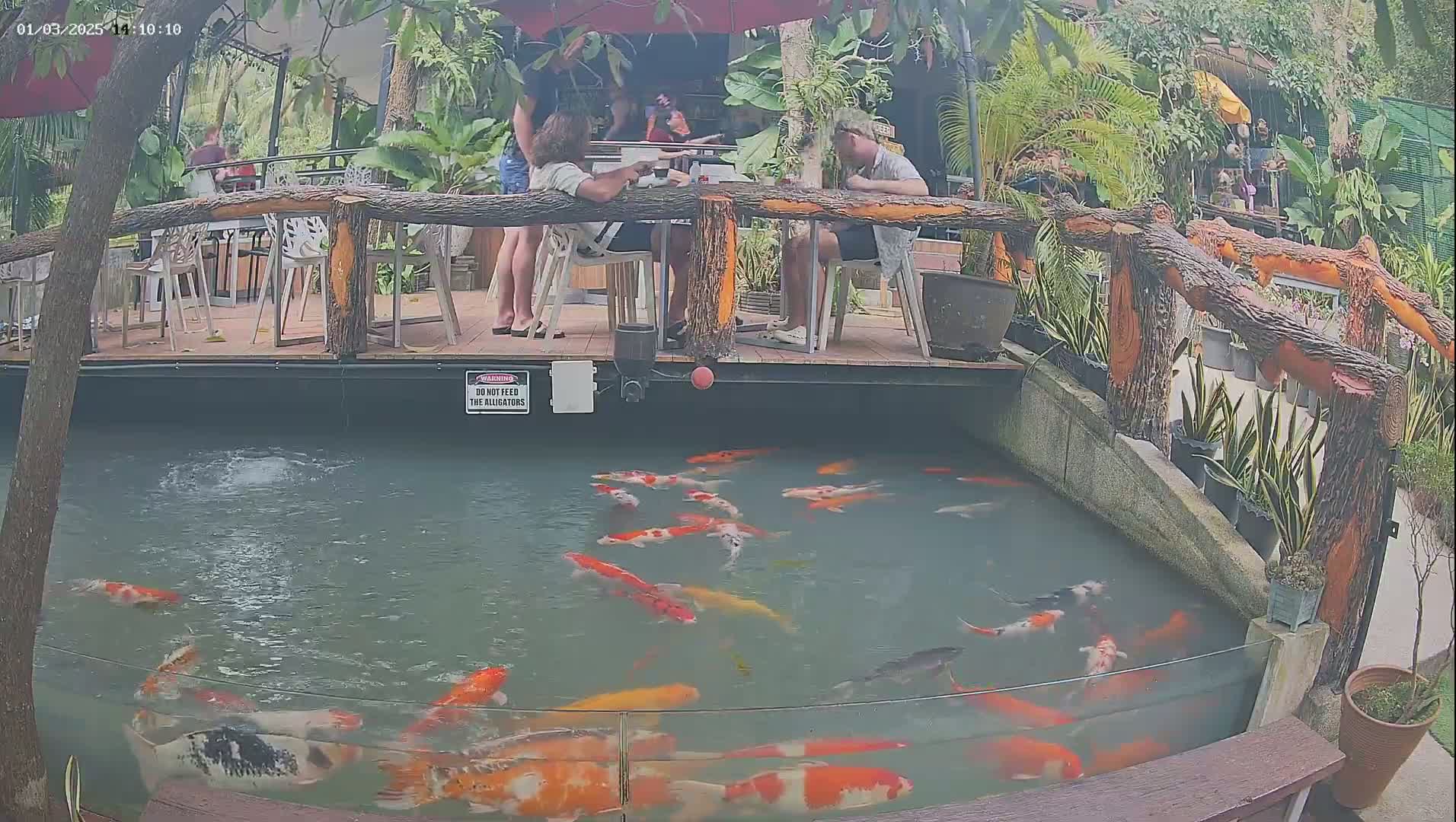 A koi pond filled with colorful fish is situated below an outdoor patio where several people are seated at tables.