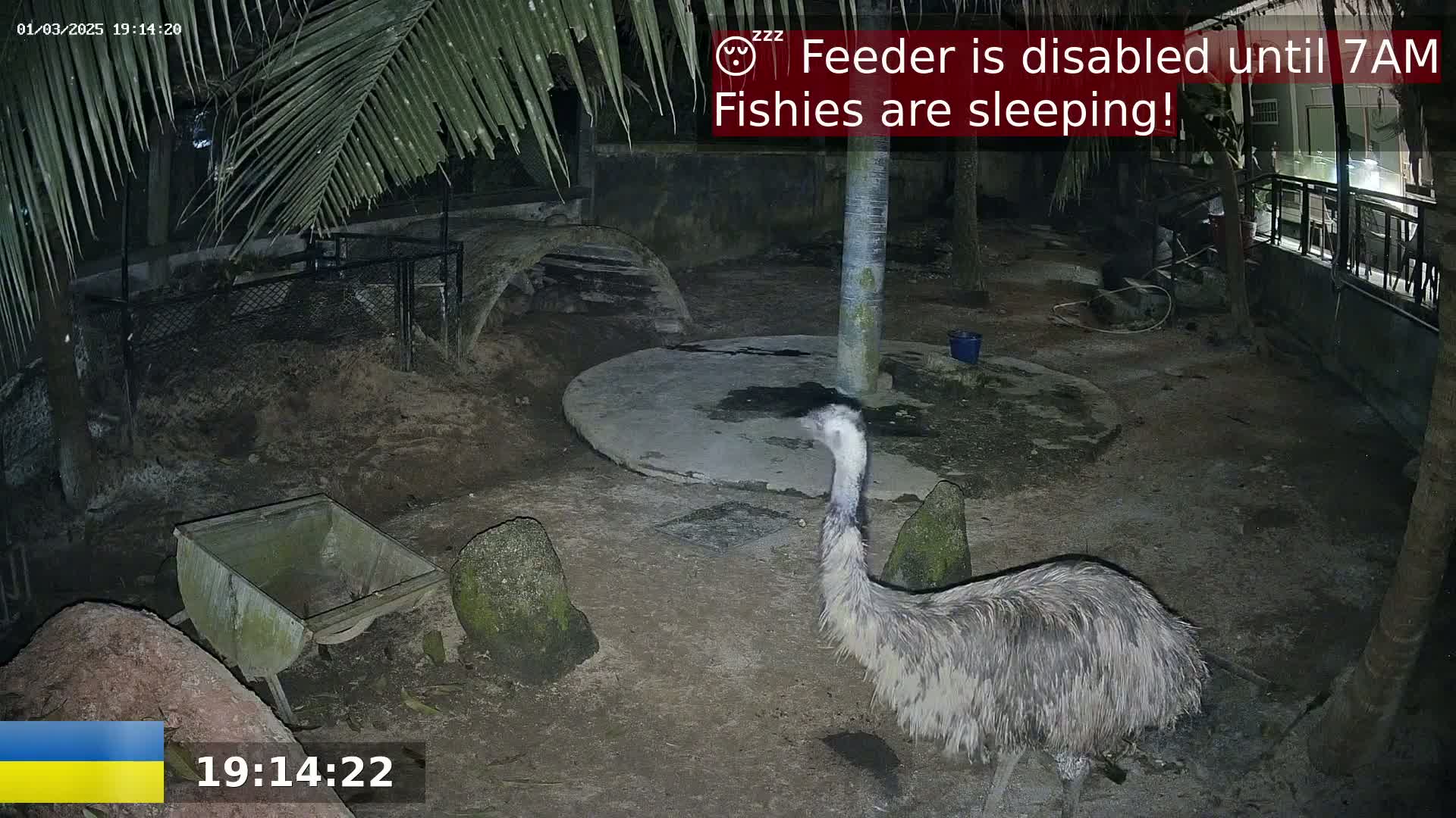An emu stands in a dark, outdoor enclosure at night.