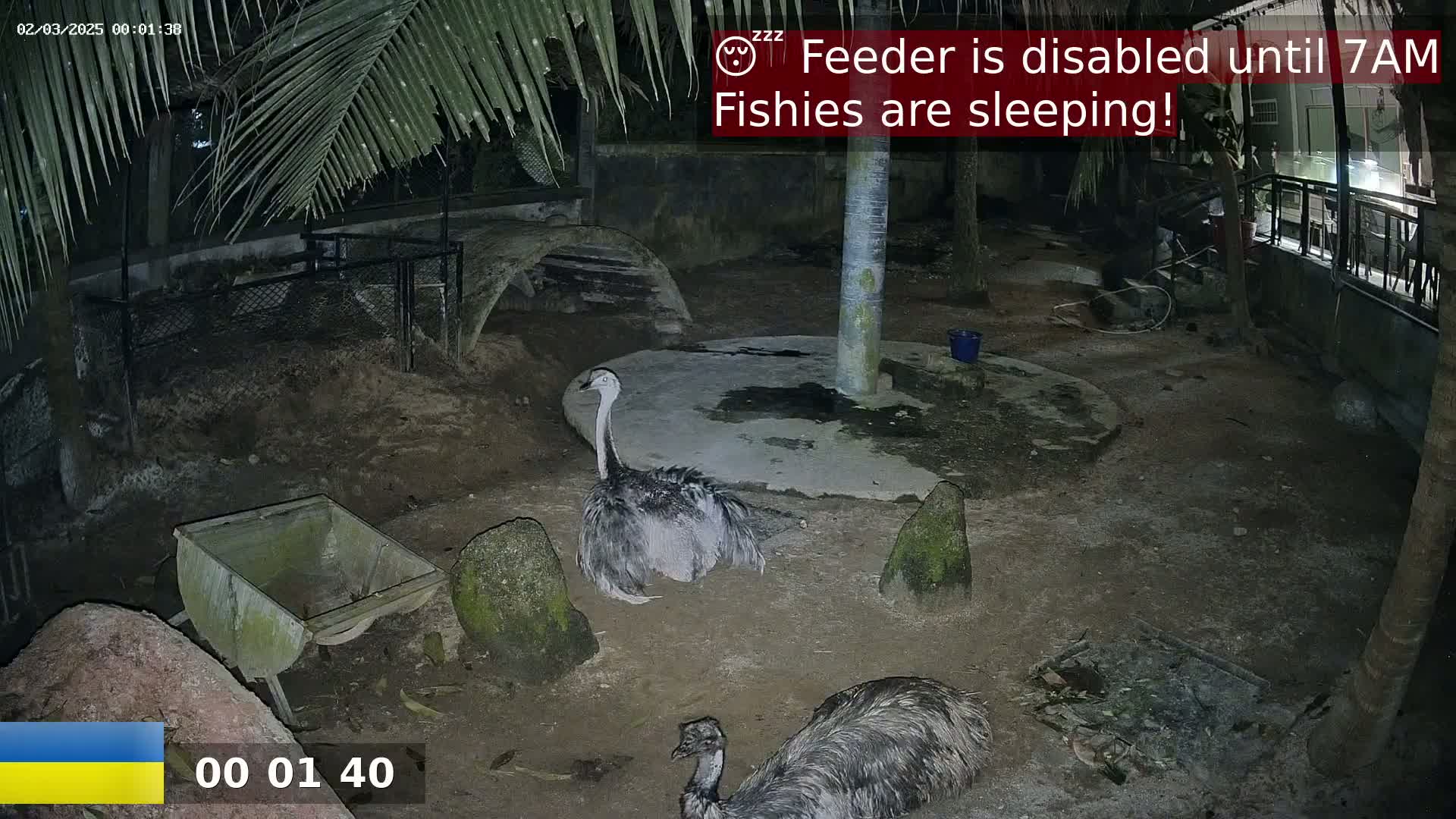 Two large flightless birds are perched on the ground at night in an enclosure.