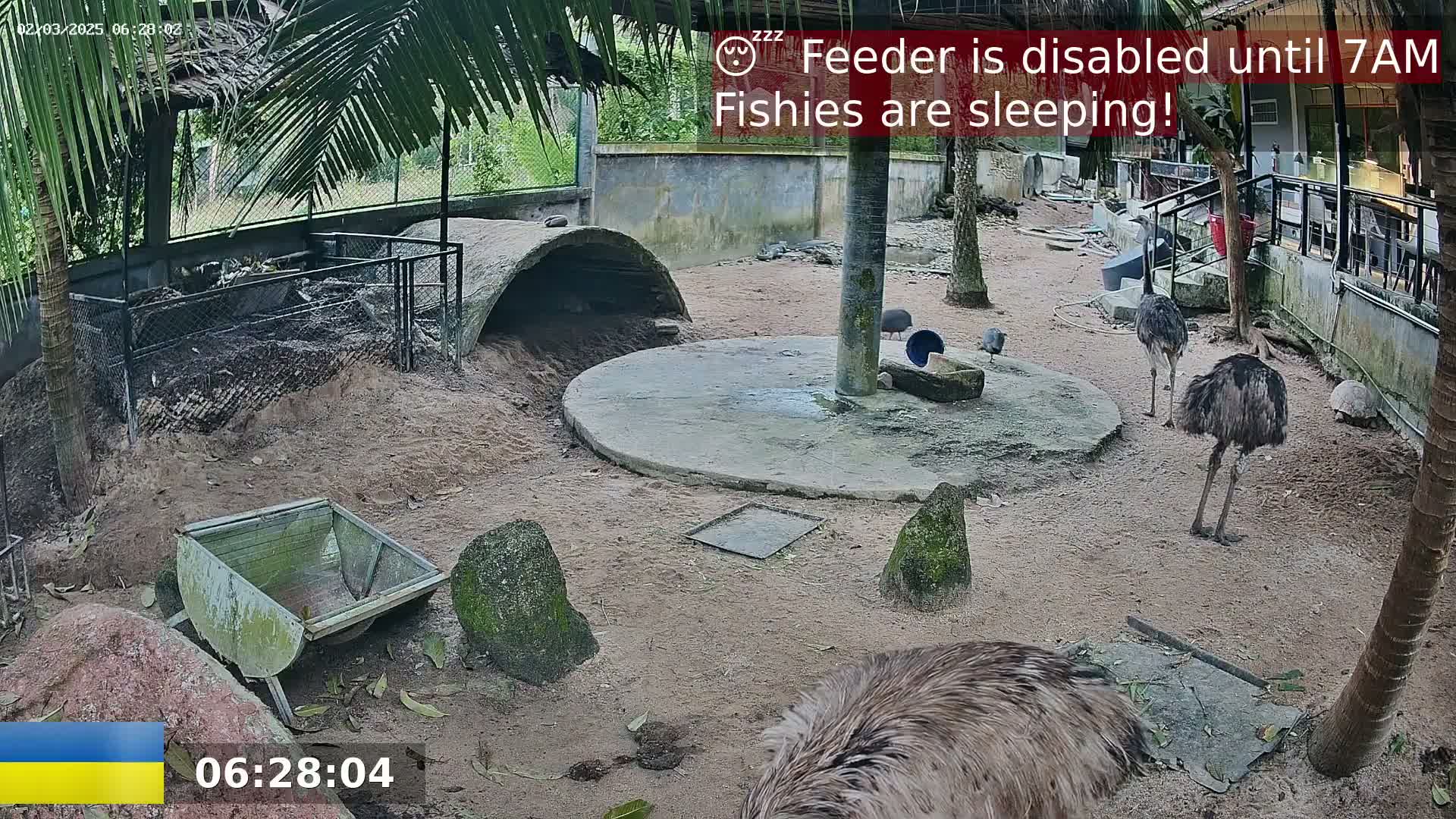 Several emus are standing in a sandy enclosure, near a concrete structure and a small, partially visible tortoise.