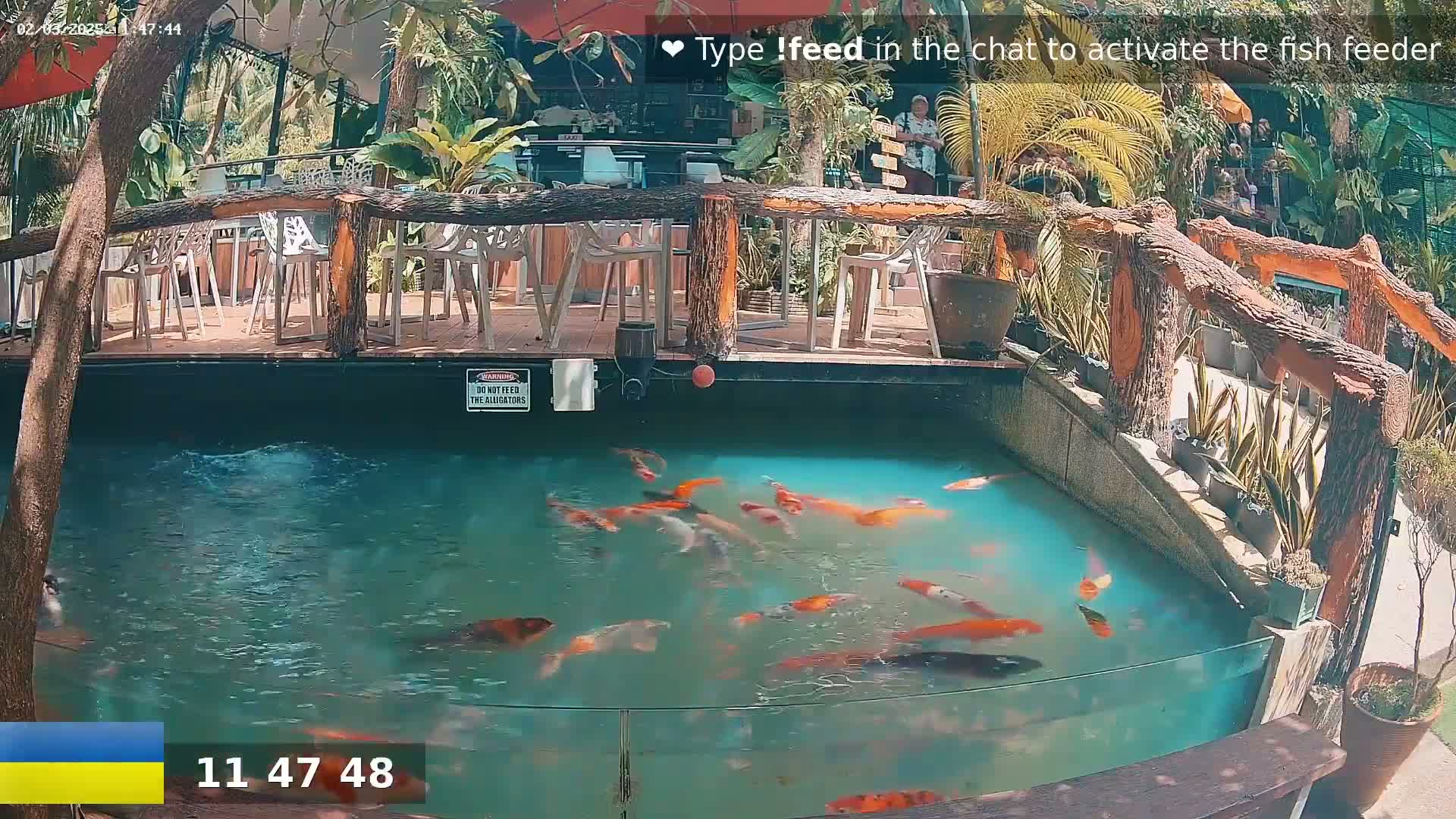 A koi pond with many orange and white fish is viewed from above, situated beneath an outdoor patio with wooden railings and several empty chairs under a partly sunny sky.