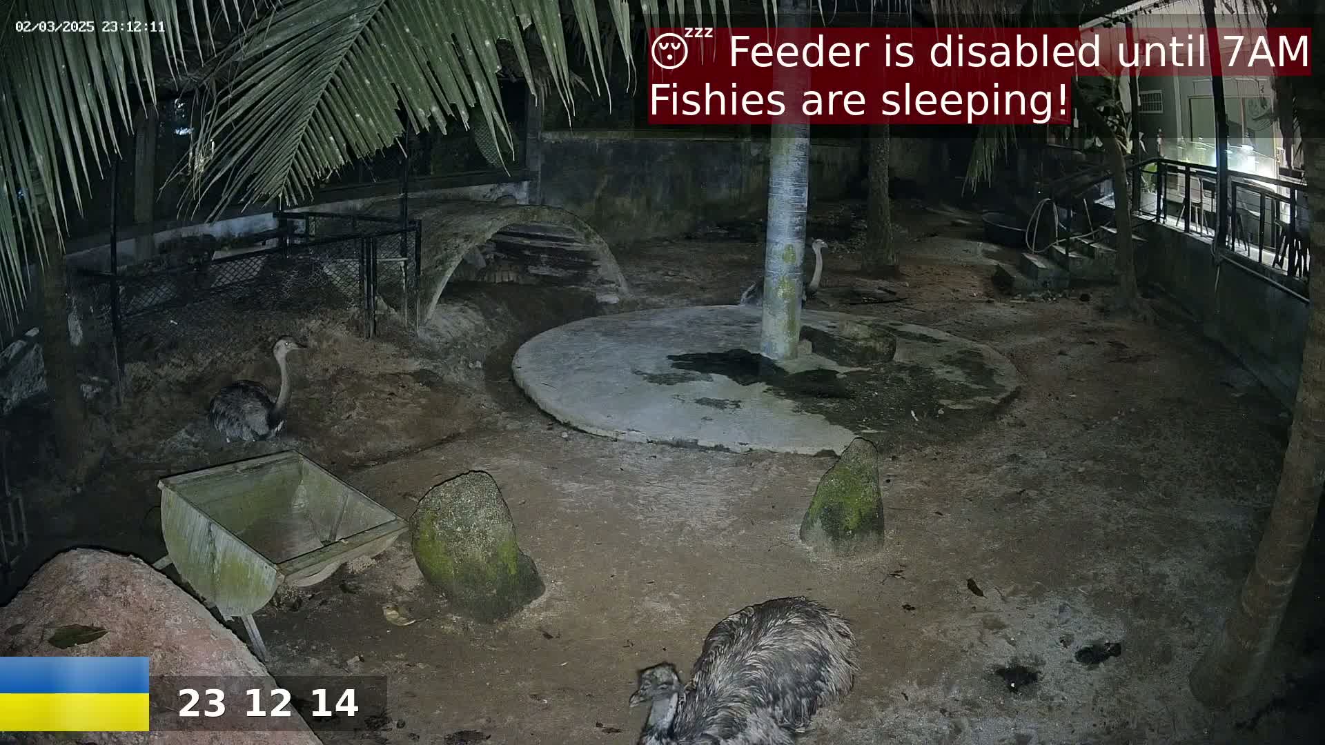 At night, two emus and a partially visible third are standing in a dimly lit enclosure with a concrete circle in the center, under palm trees.