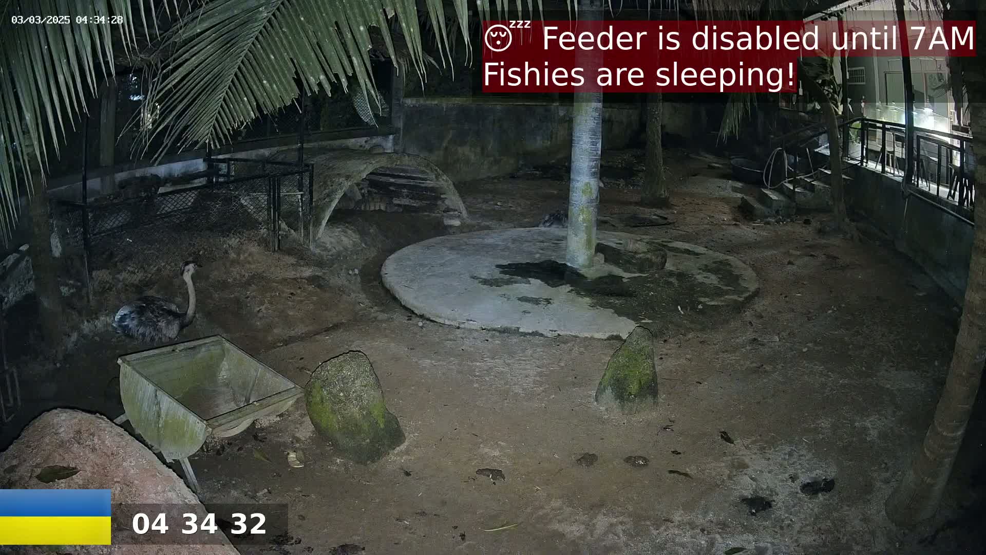 A rhea stands near a trough in a dark, outdoor enclosure at night.