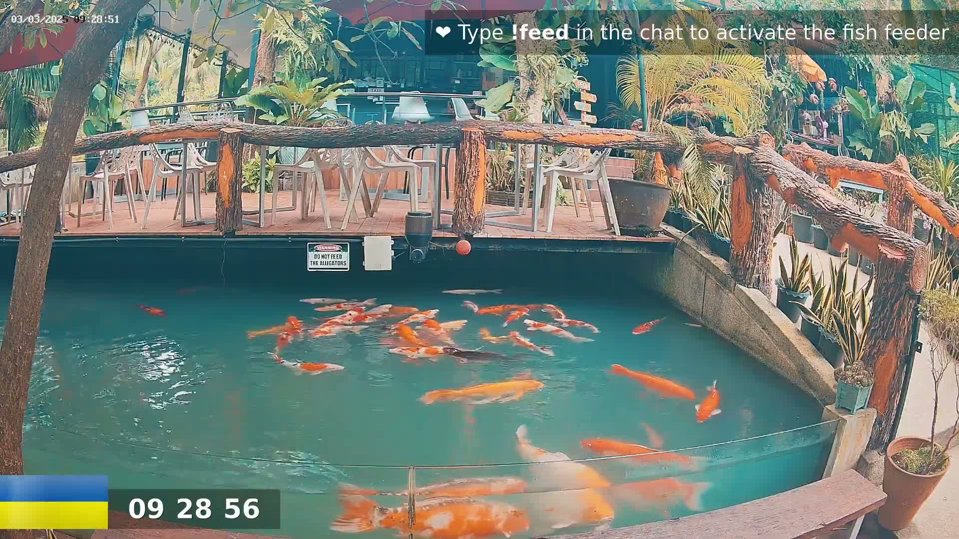 A koi pond with numerous orange and white fish is situated next to an outdoor patio with wooden railings and several empty chairs.