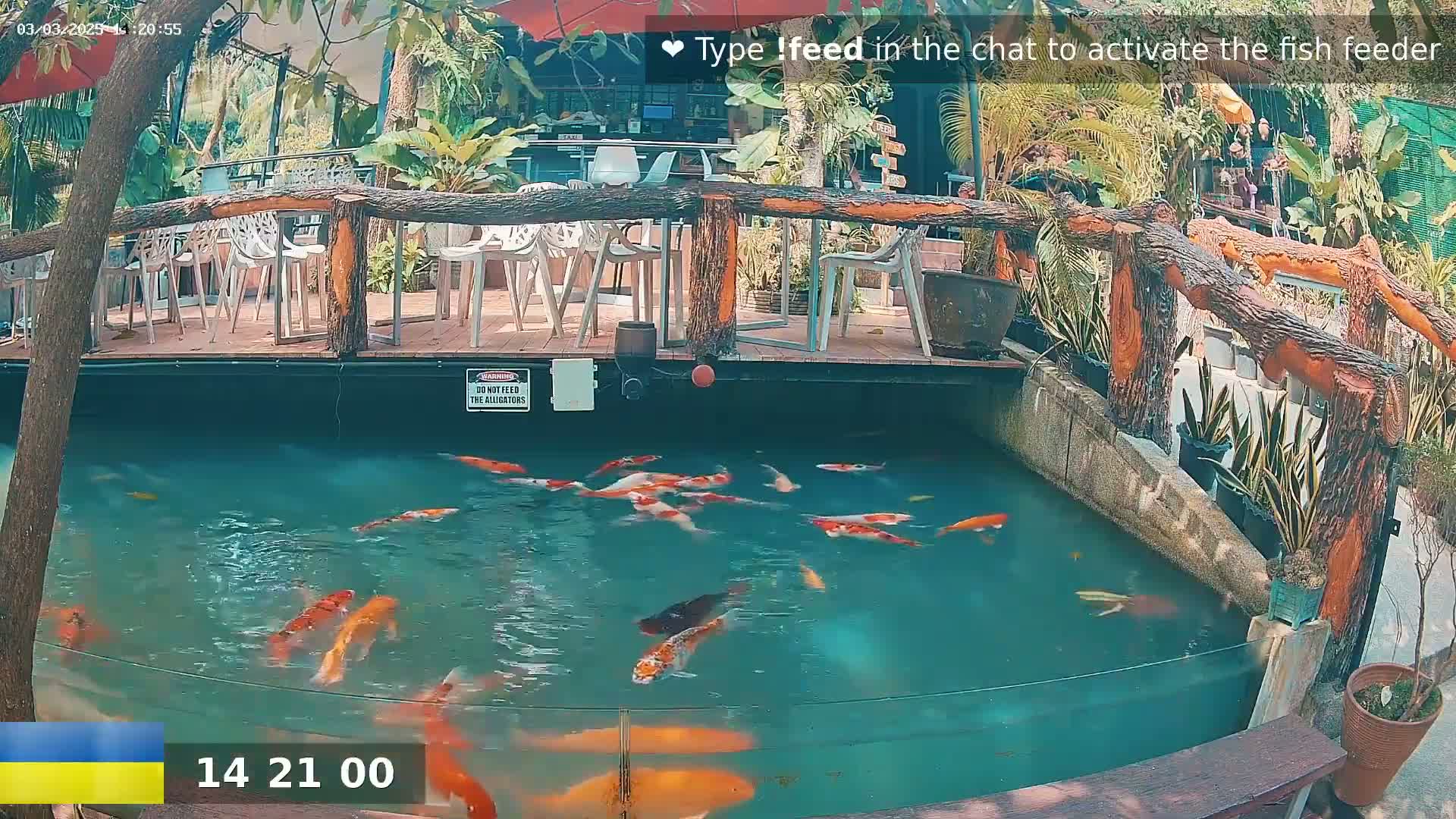 A koi pond with numerous orange and white fish is situated beneath an outdoor patio with wooden railings and several empty chairs, surrounded by lush greenery.