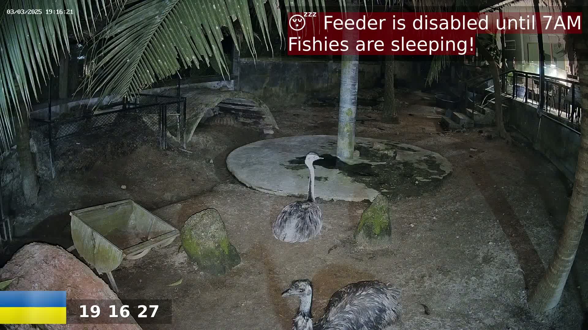 Two rheas are standing in a dark, outdoor enclosure at night, near a small wheelbarrow and under palm trees.