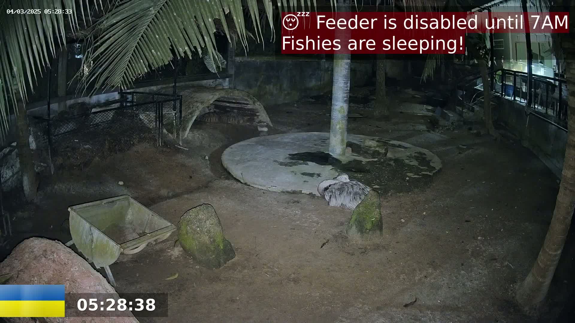 A bird is sleeping on the ground near a concrete circle at night in an enclosure, with a wheelbarrow and rocks nearby under palm trees.