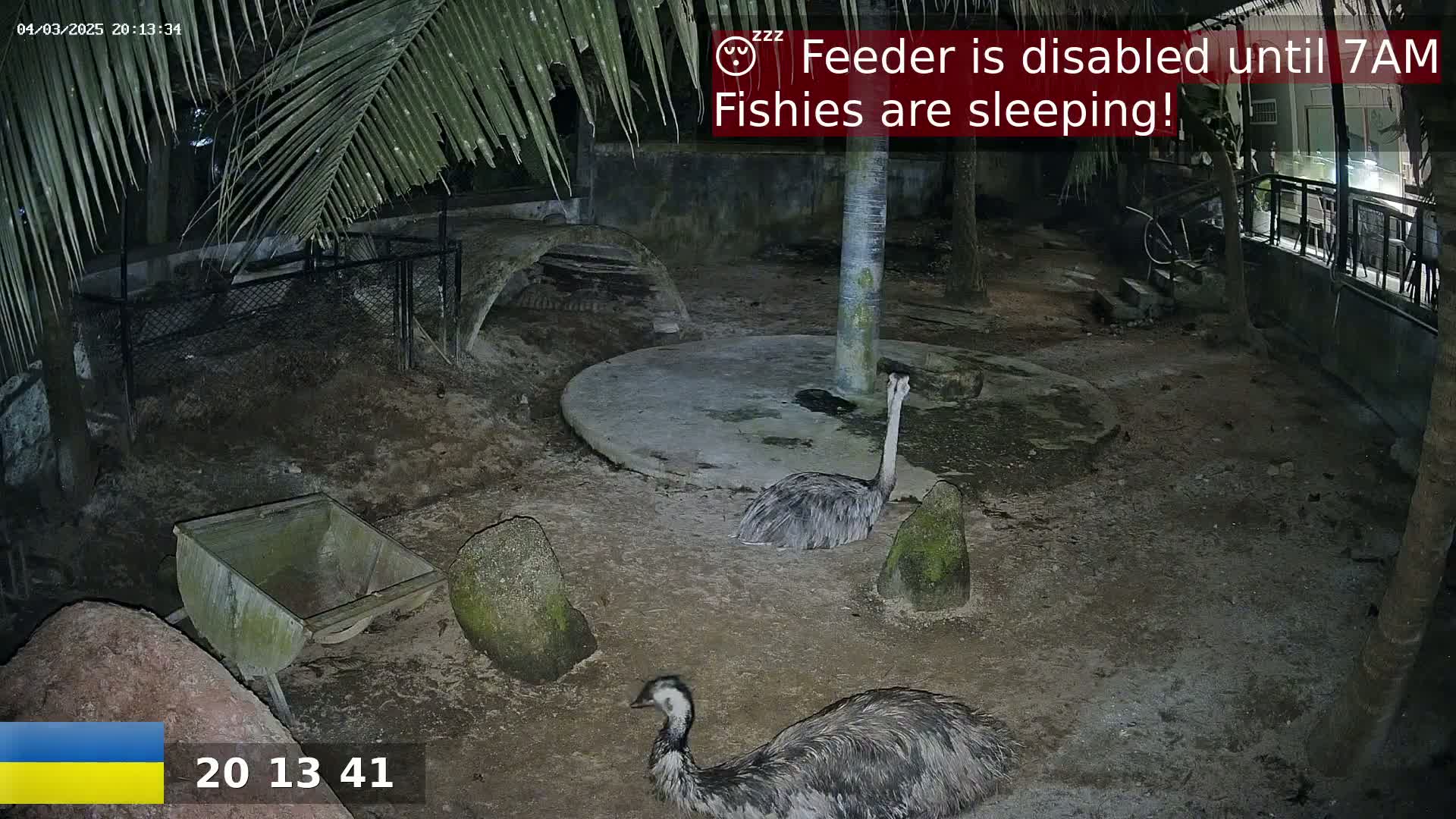 Two emus are standing in a dark, outdoor enclosure at night.