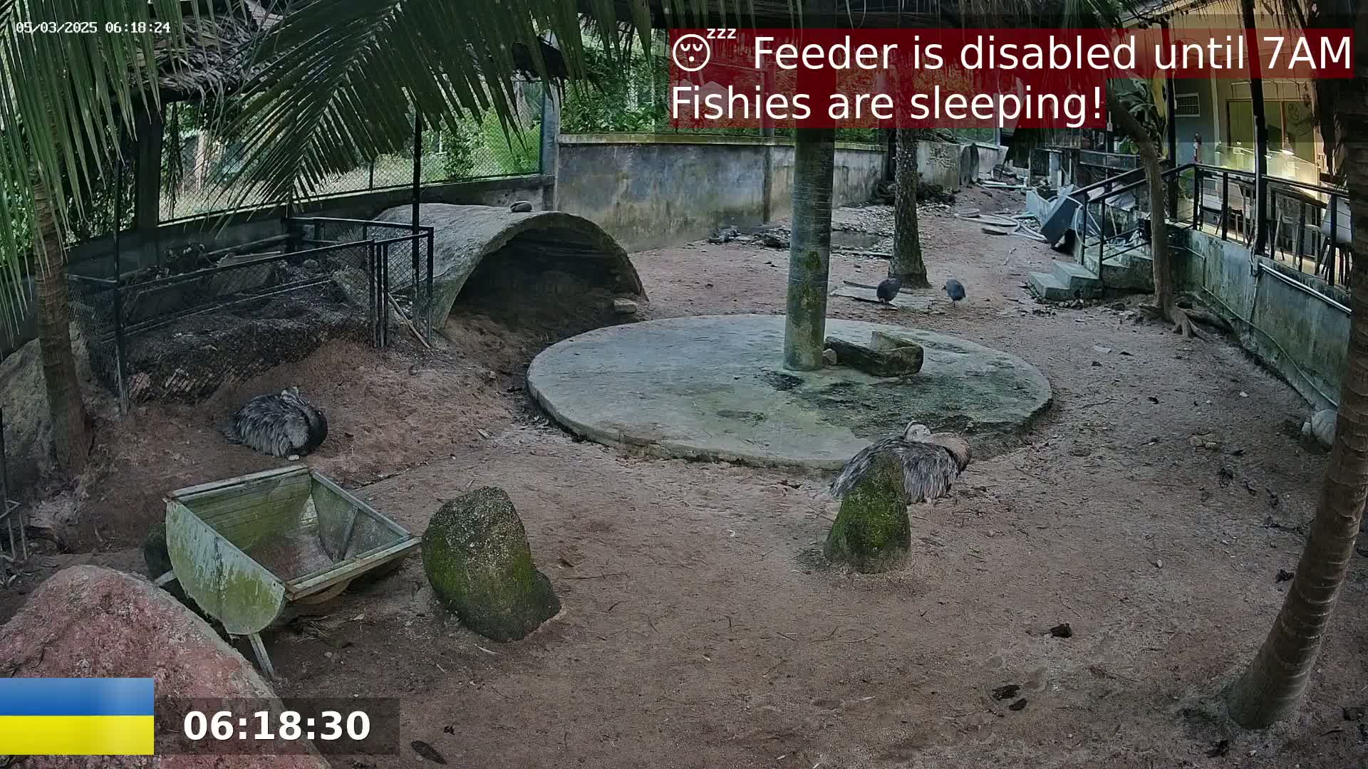 An outdoor enclosure at night contains several emus and other birds near a small, empty trough;  the ground is dirt.