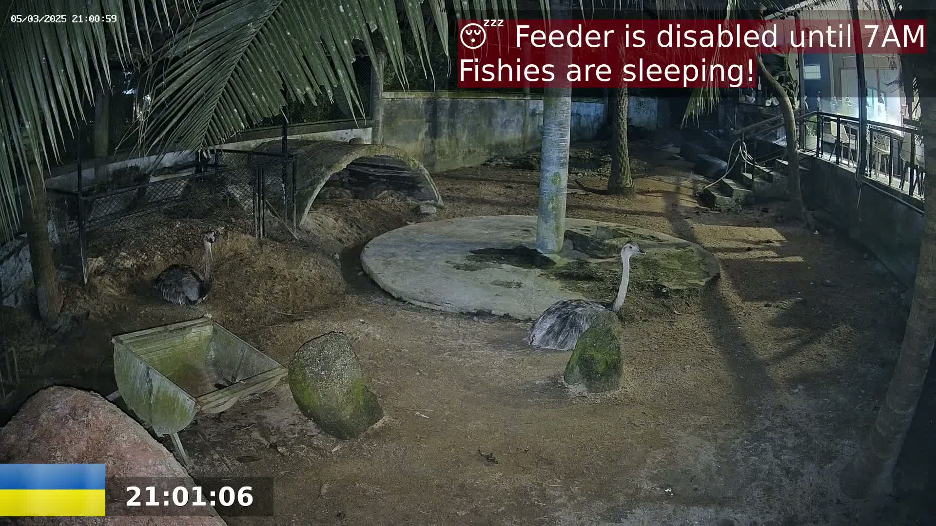 Two ostriches are in an enclosure at night, under palm fronds, near a small concrete circle and a wooden trough.