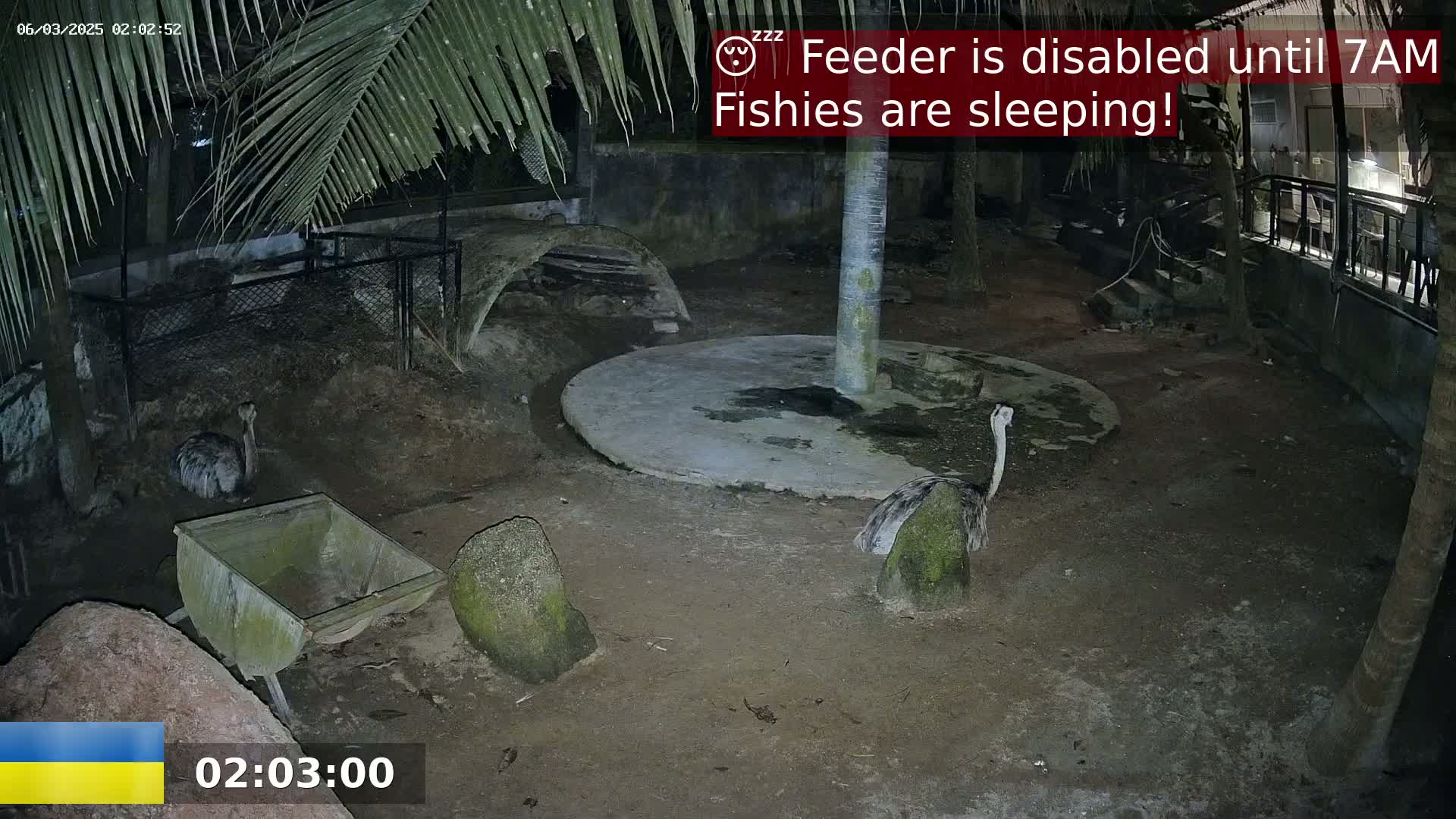 A nighttime view of an enclosure shows a rhea standing near a circular concrete slab and a wooden wheelbarrow, with other birds visible in the background under palm trees.