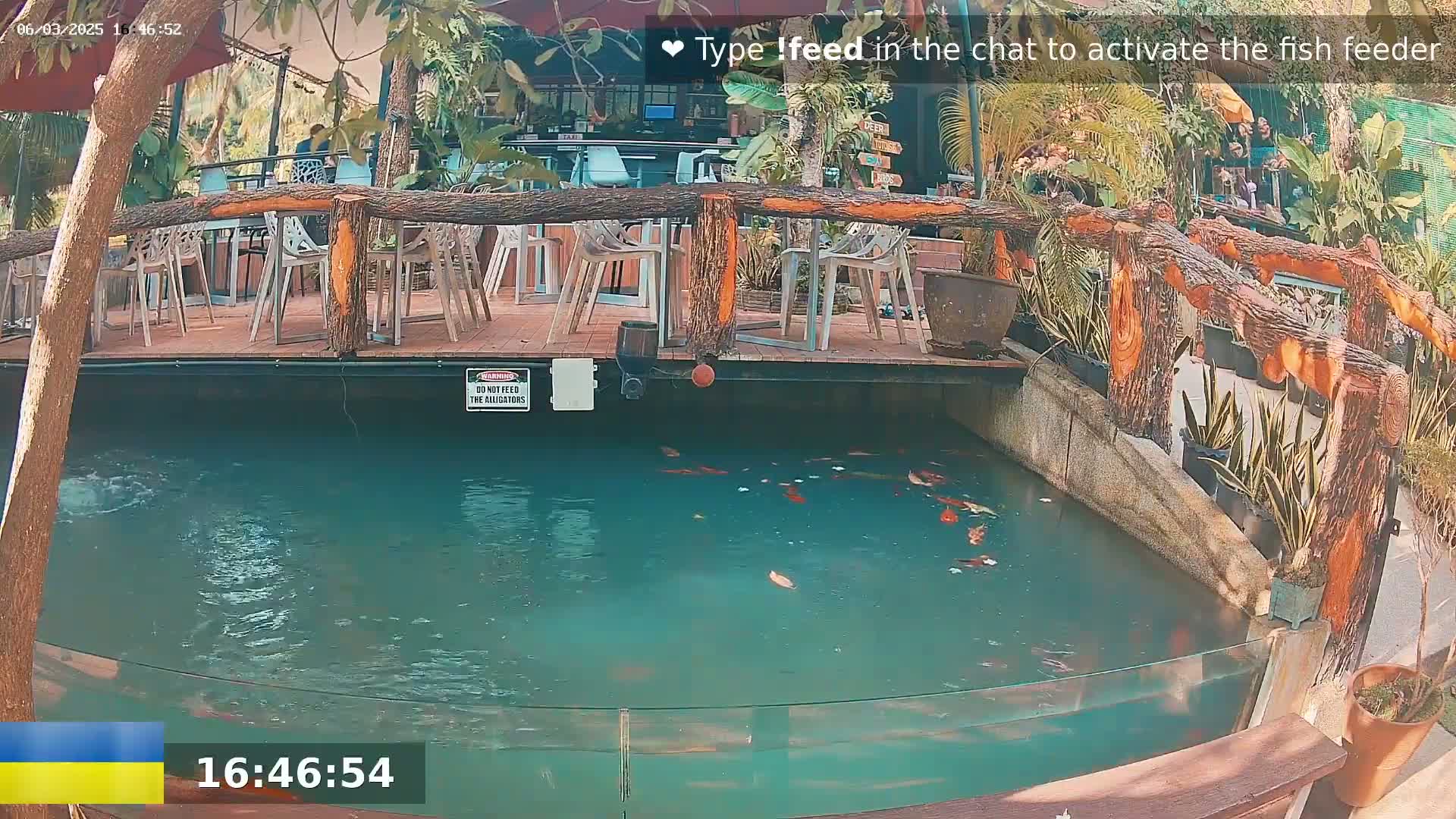 A partially submerged deck with several chairs surrounds a pond containing numerous koi fish, all situated amongst lush tropical plants under a sunny sky.