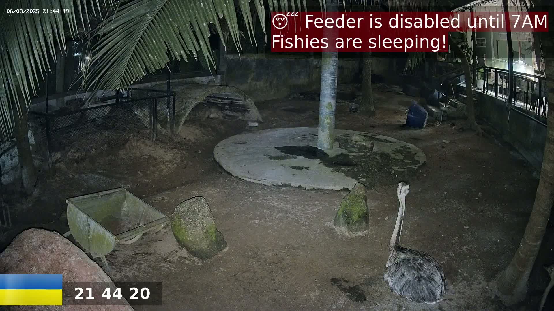 At night, under palm trees, an ostrich stands in a dirt enclosure near a concrete circle and a small metal cart.